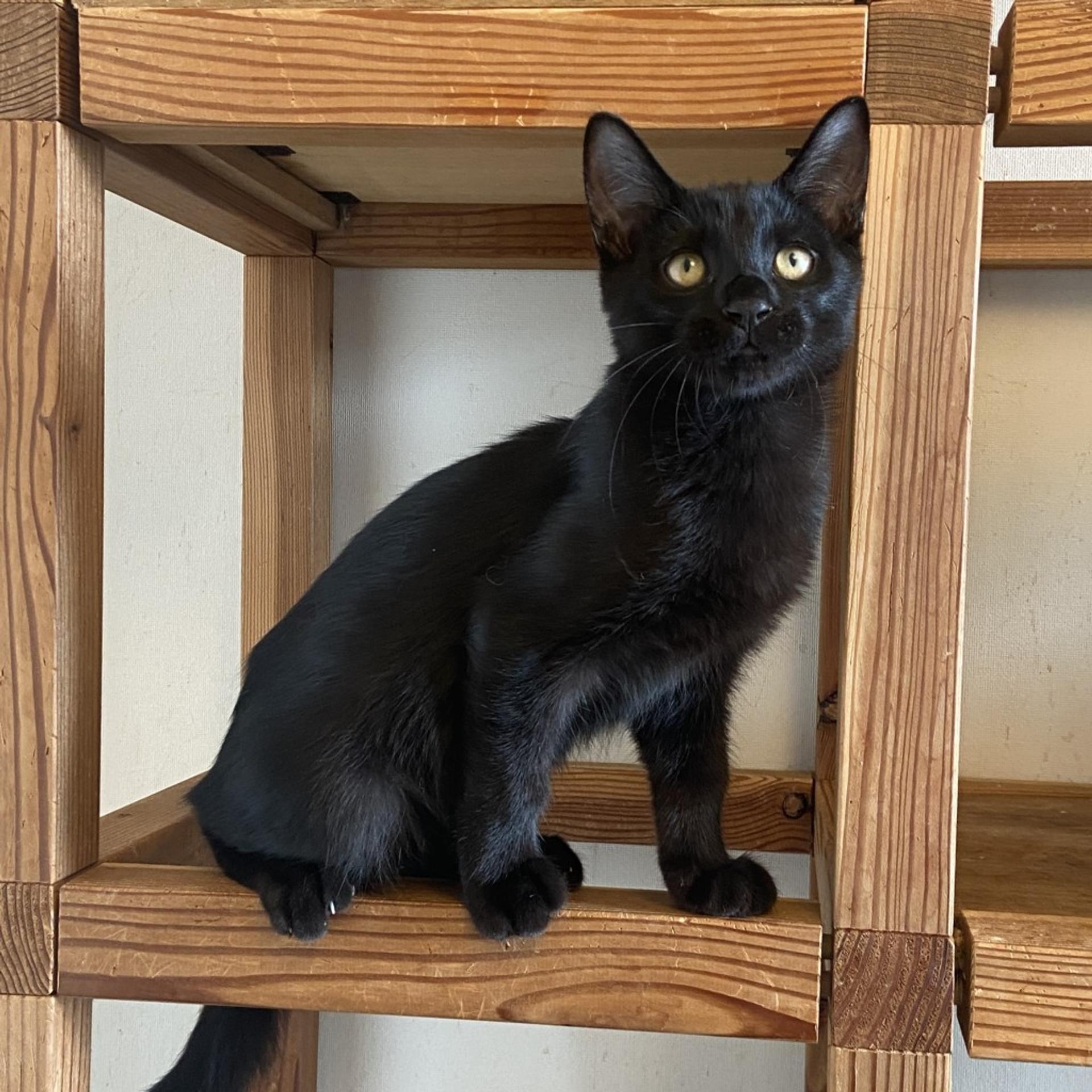 pet-image-3