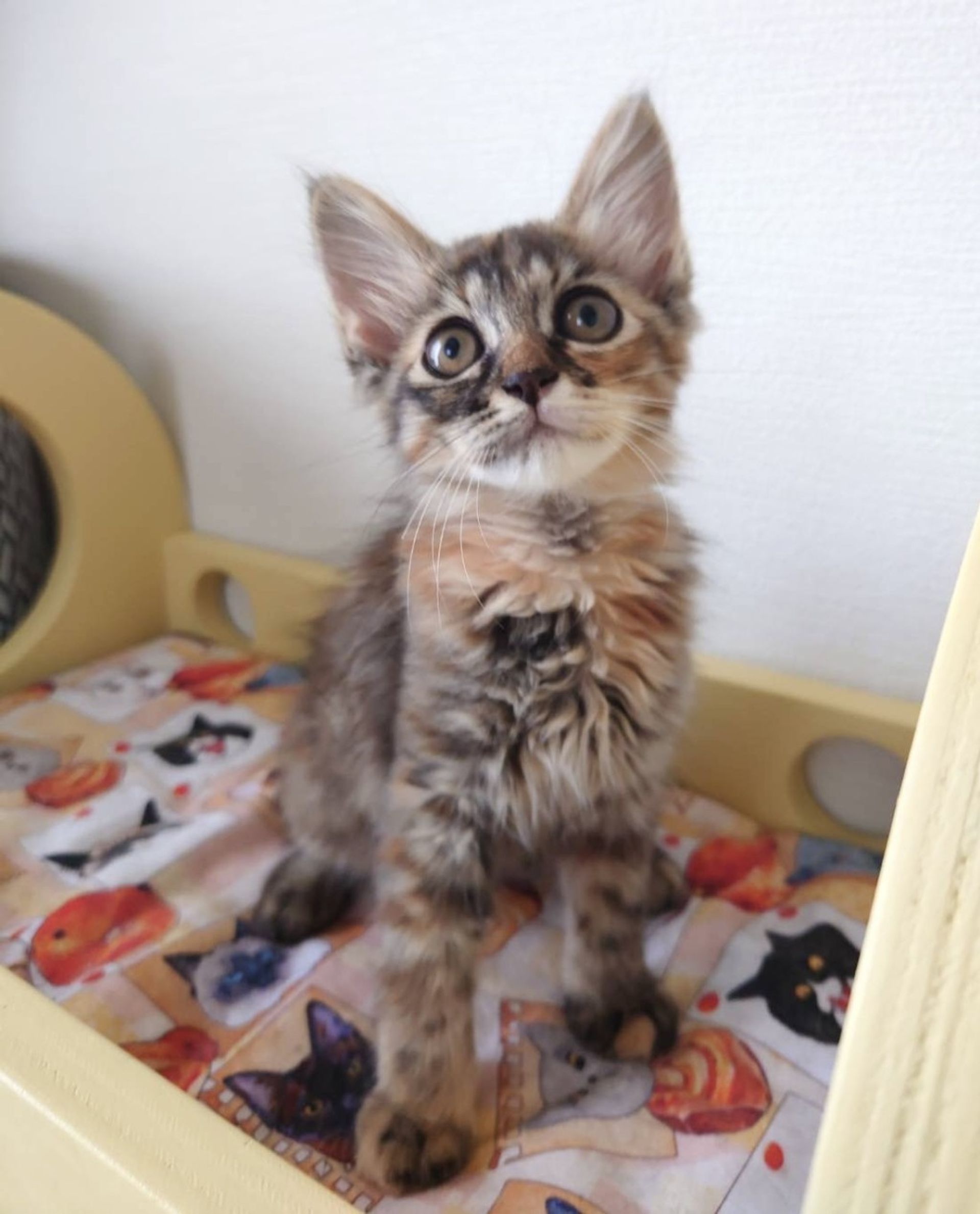 雑種（ミックス猫）・メスの里親募集の写真