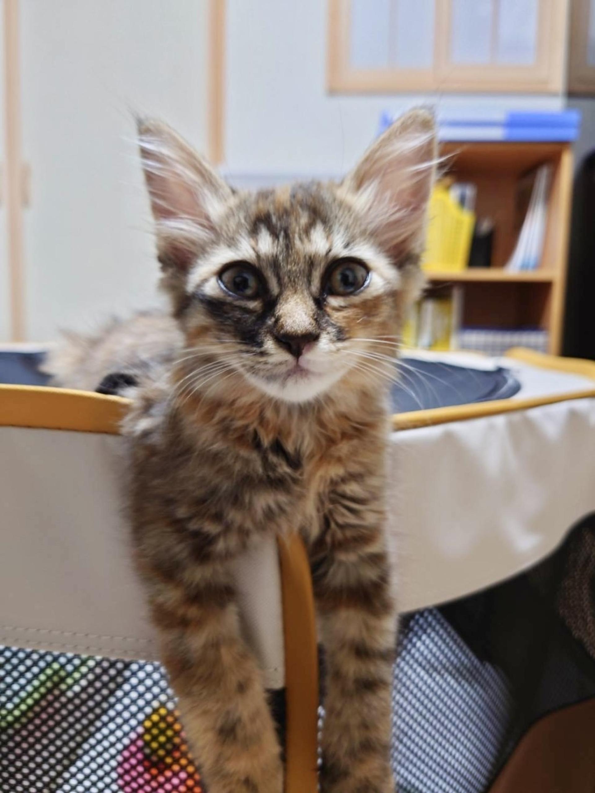 pet-image-3