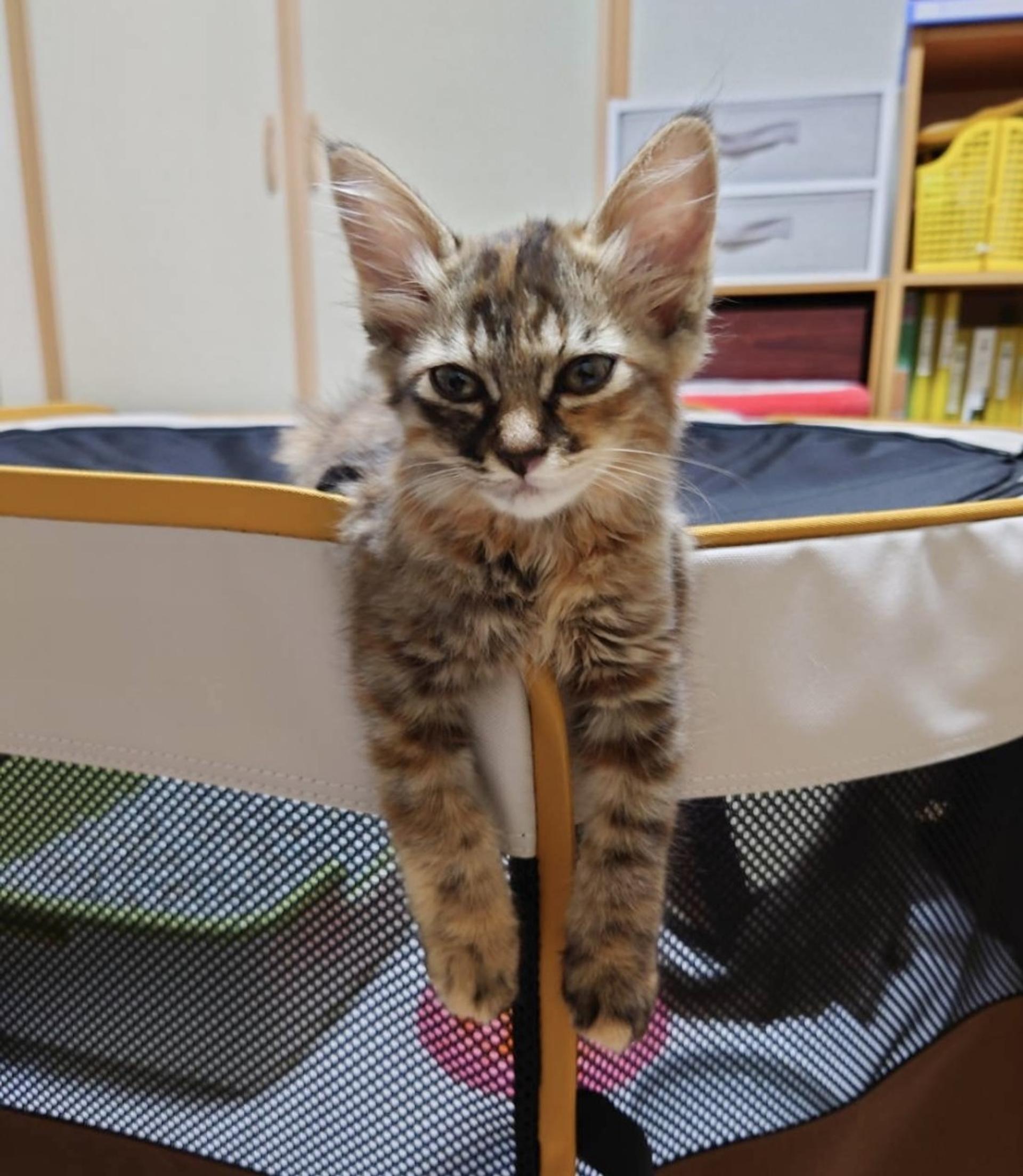 pet-image-4