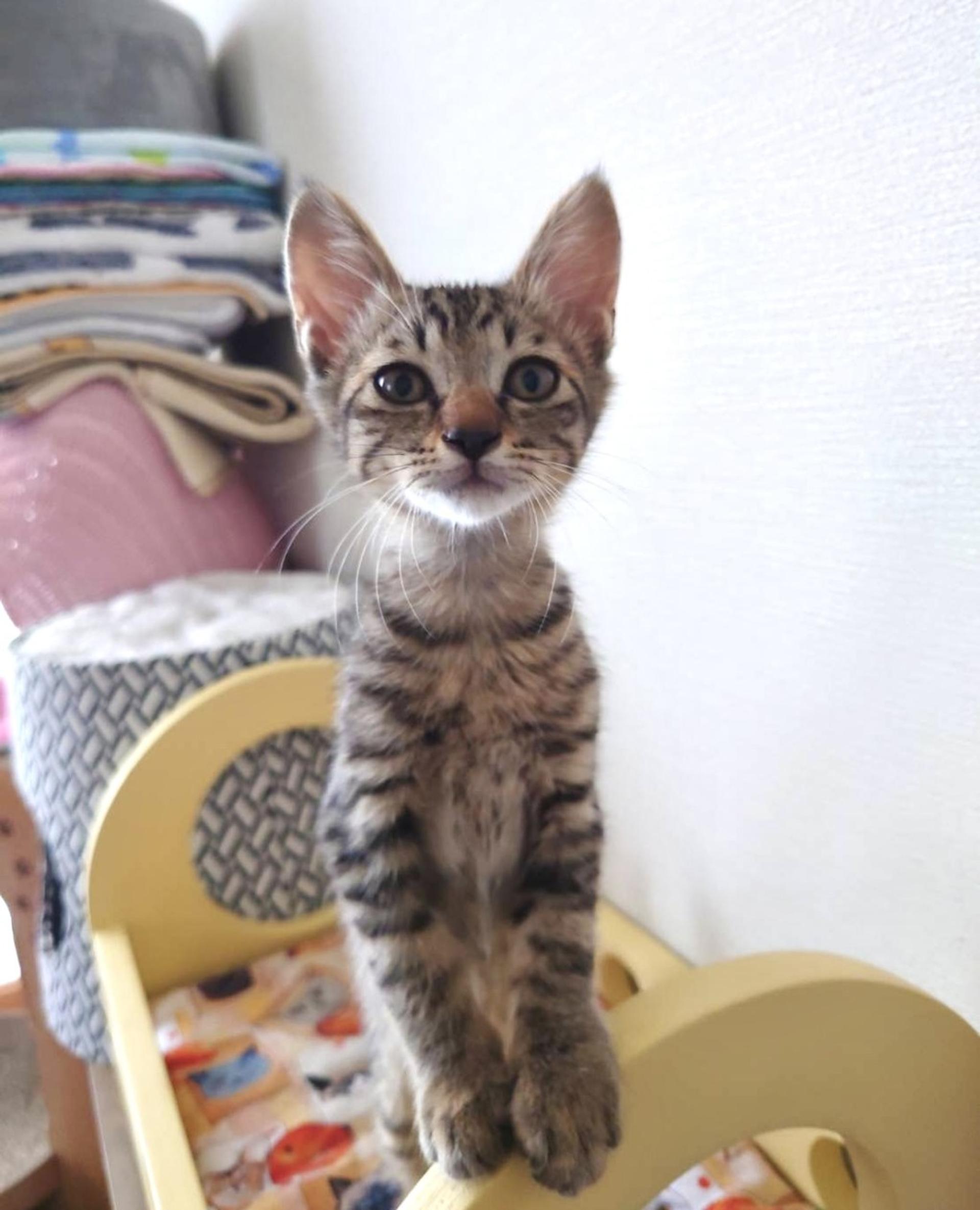 pet-image-2