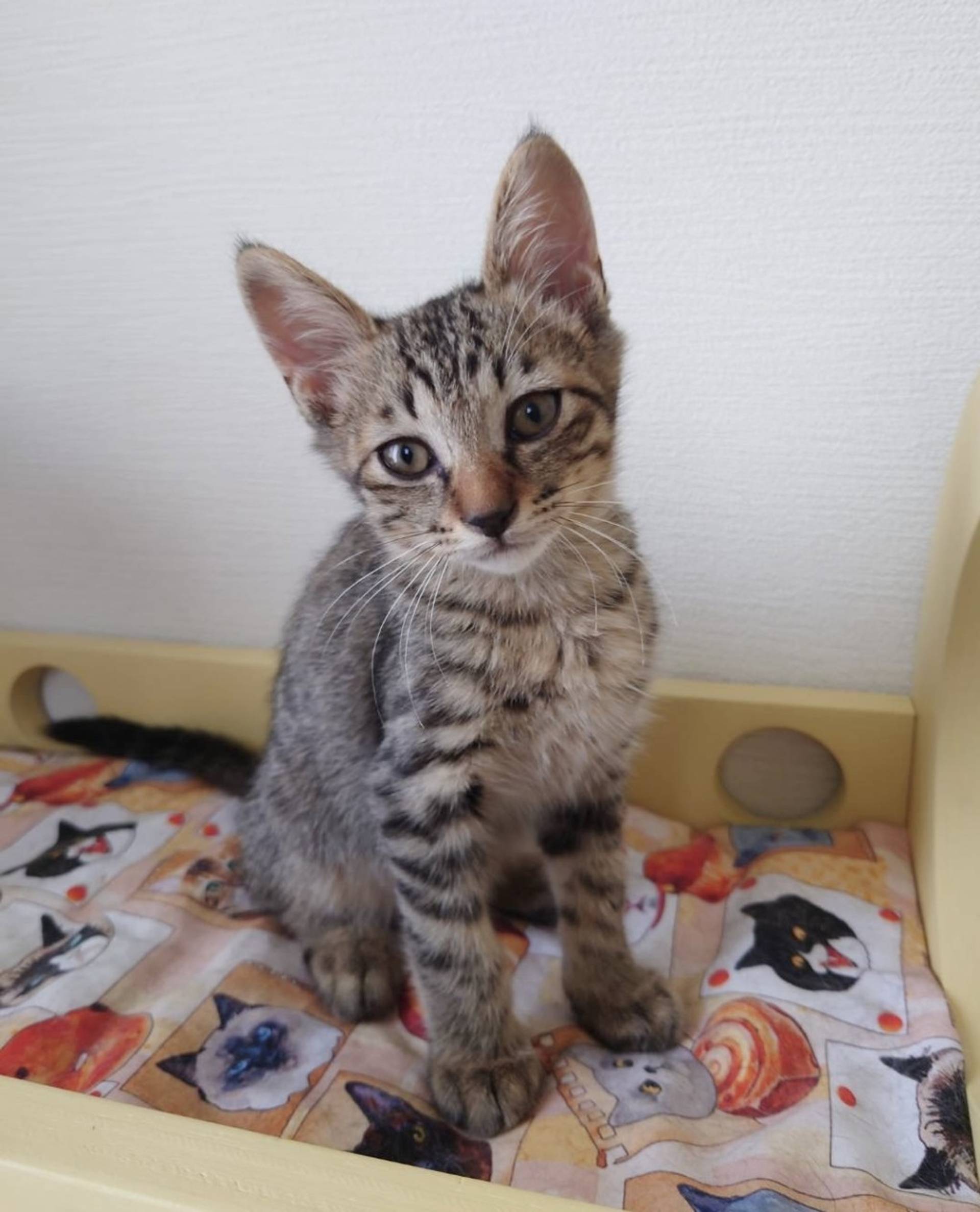 雑種（ミックス猫）・オスの里親募集の写真