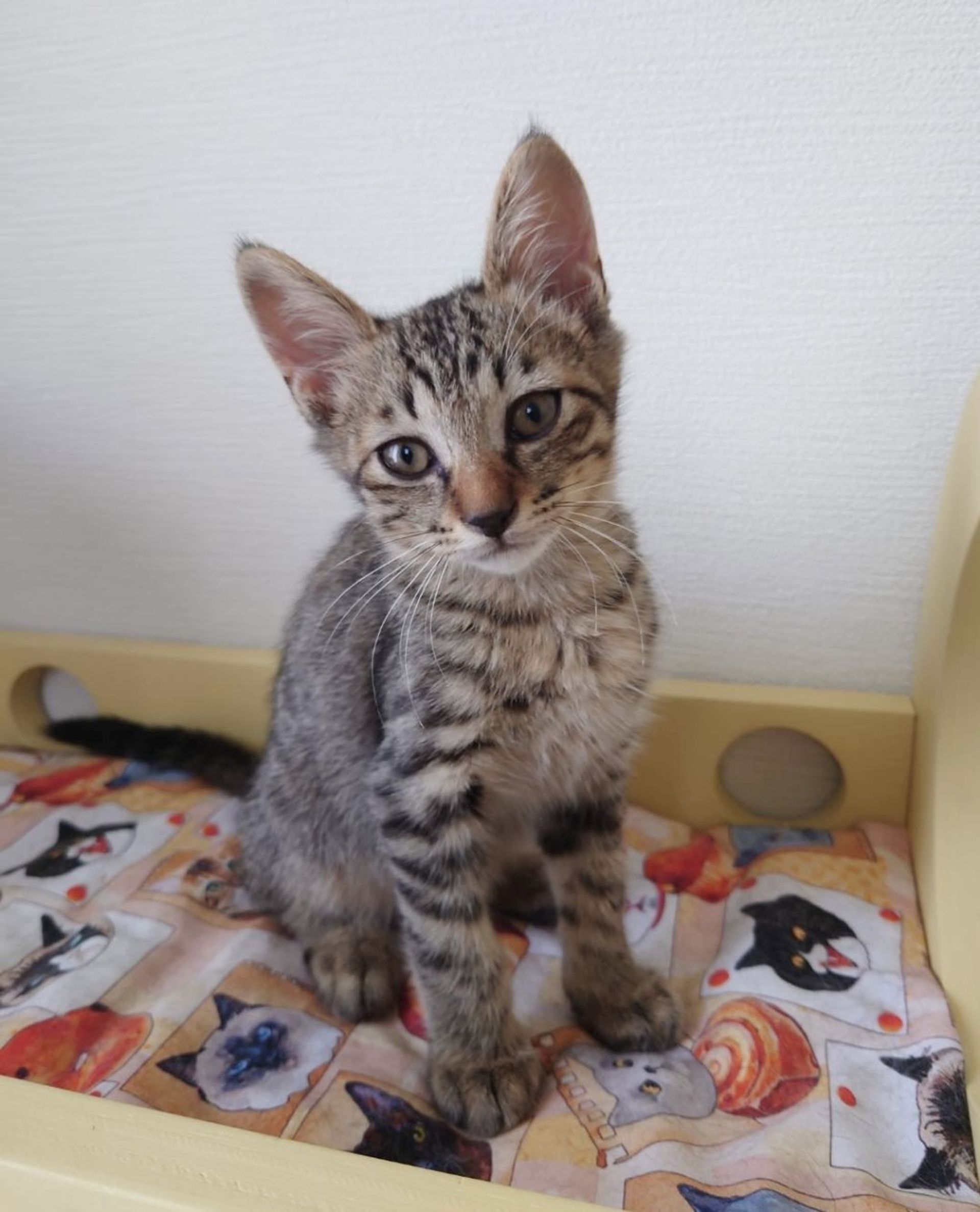 雑種（ミックス猫）・オスの里親募集の写真