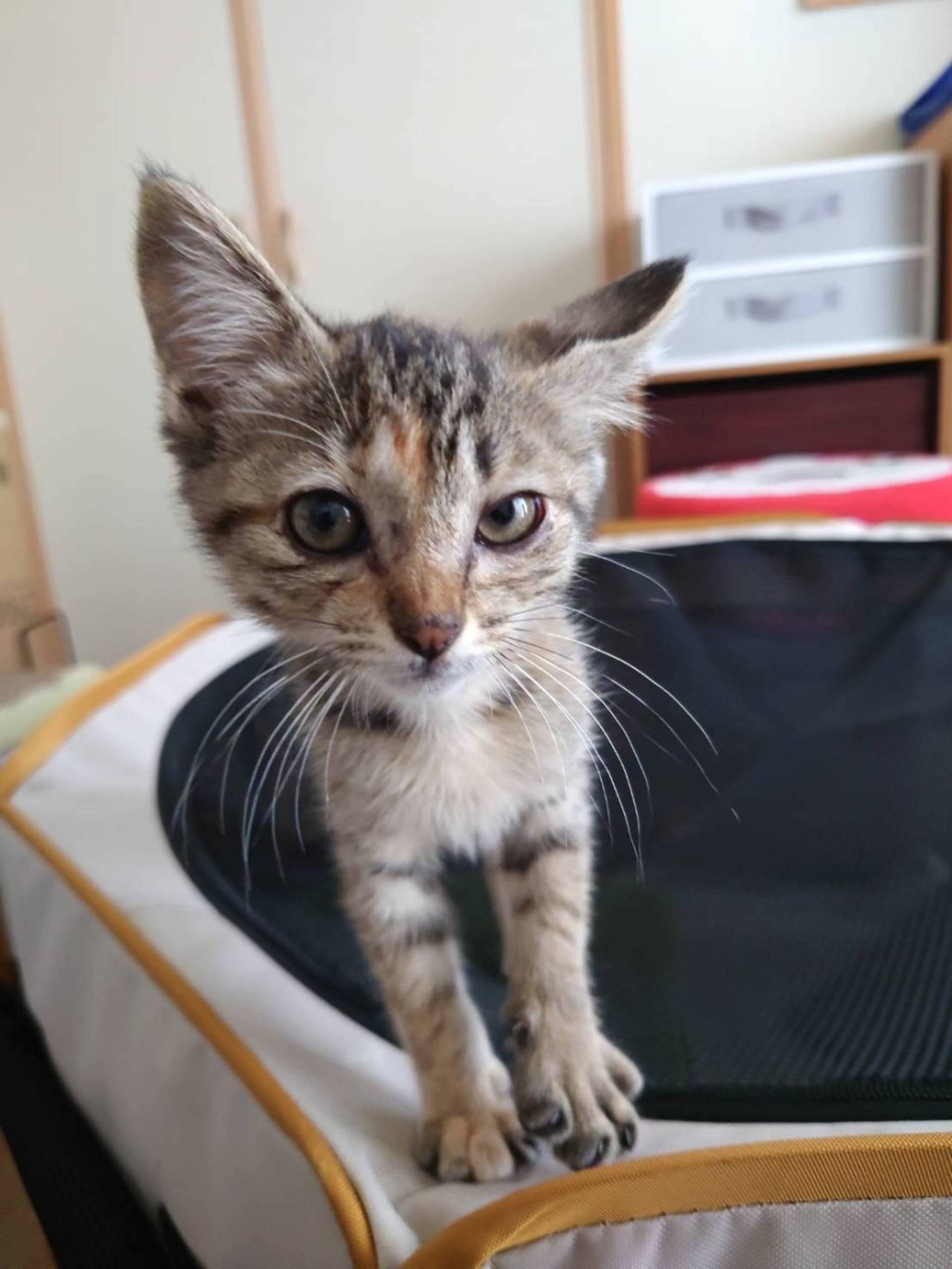 雑種（ミックス猫）・メスの里親募集の写真