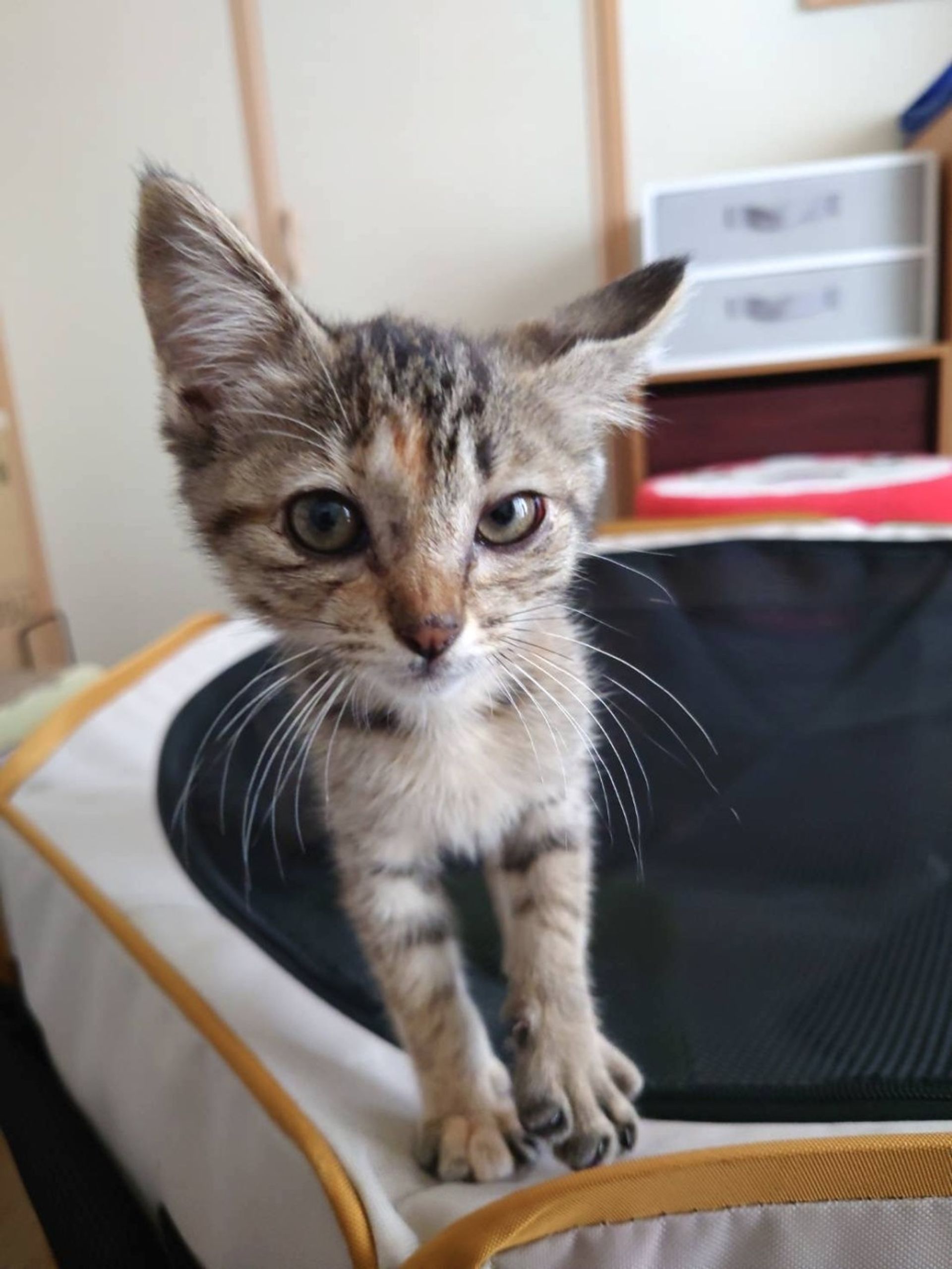 雑種（ミックス猫）・メスの里親募集の写真