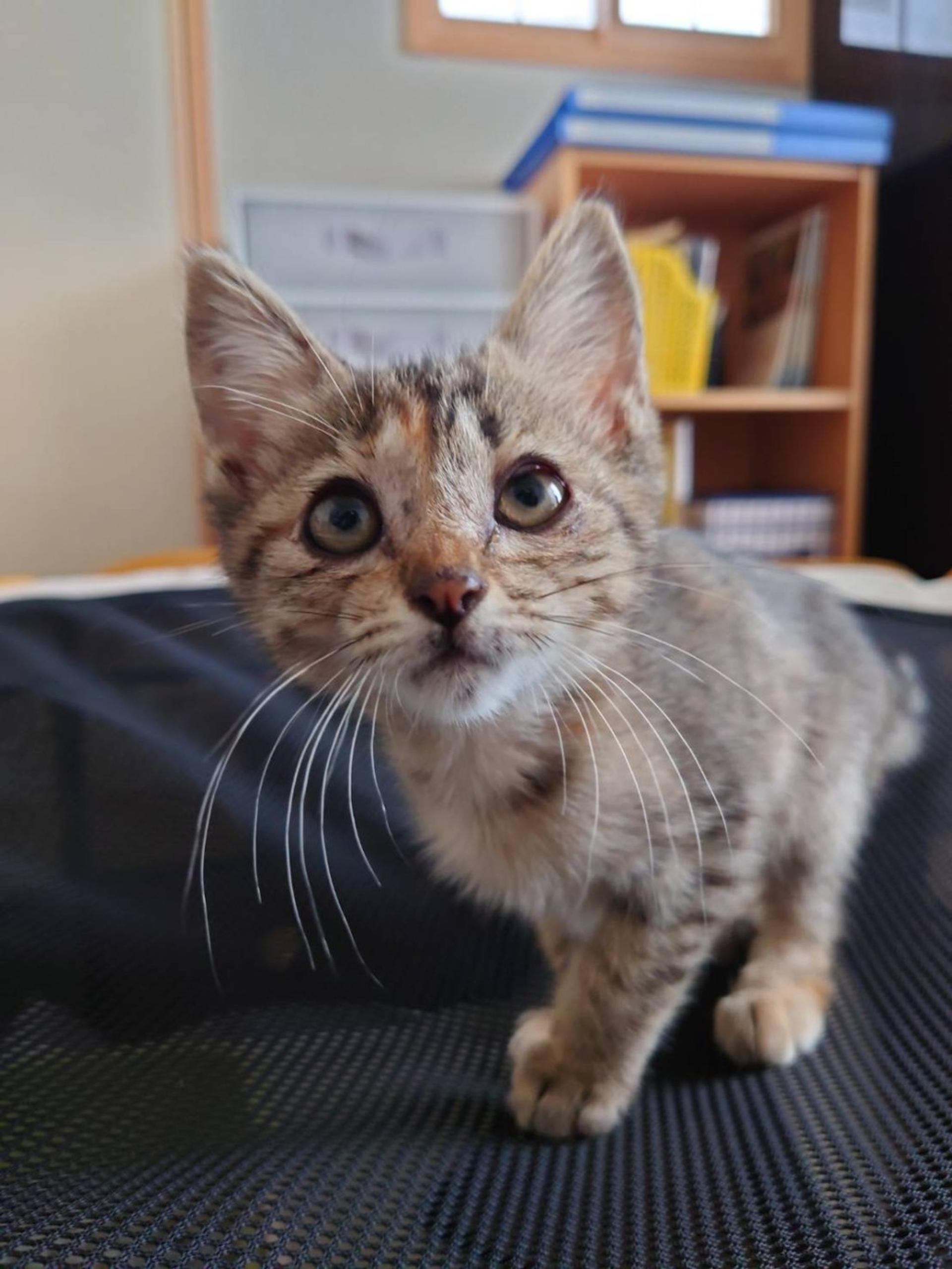 pet-image-4