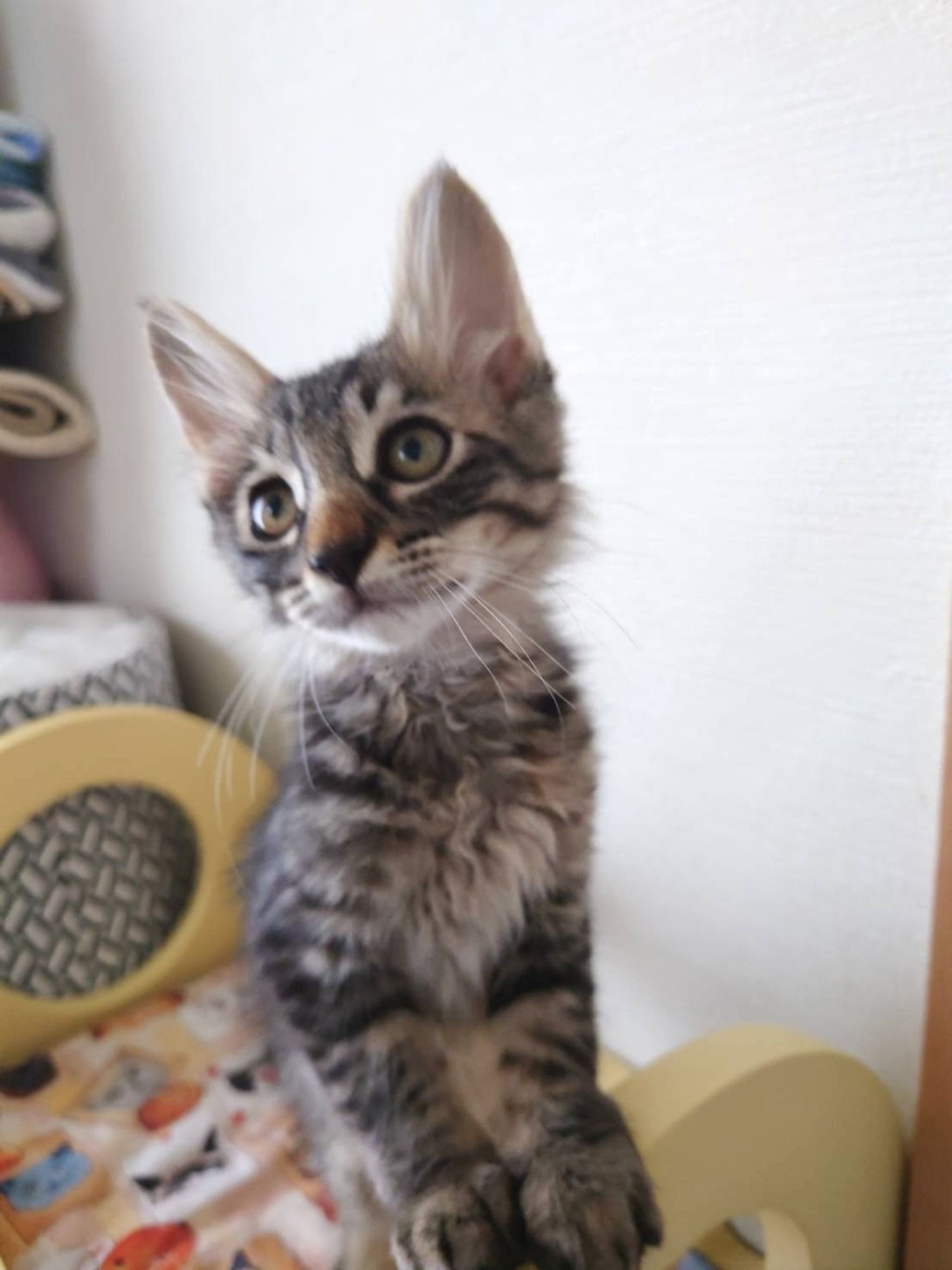 雑種（ミックス猫）・オスの里親募集の写真