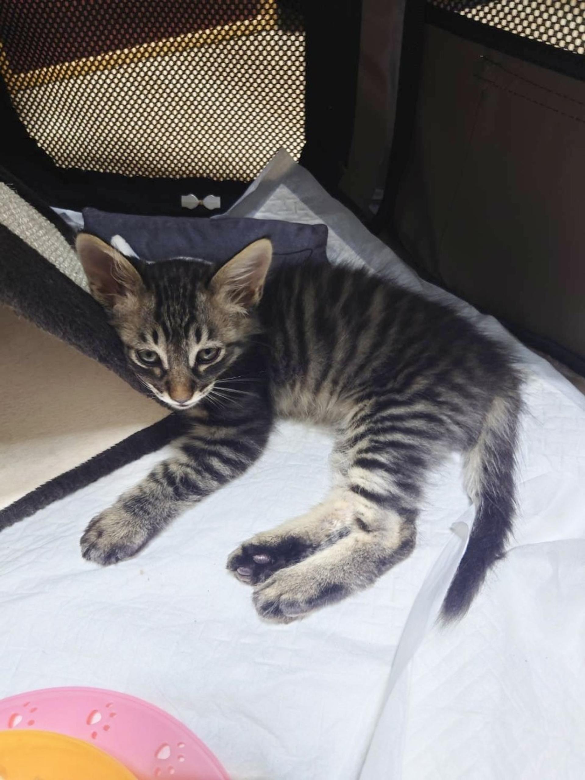 pet-image-4