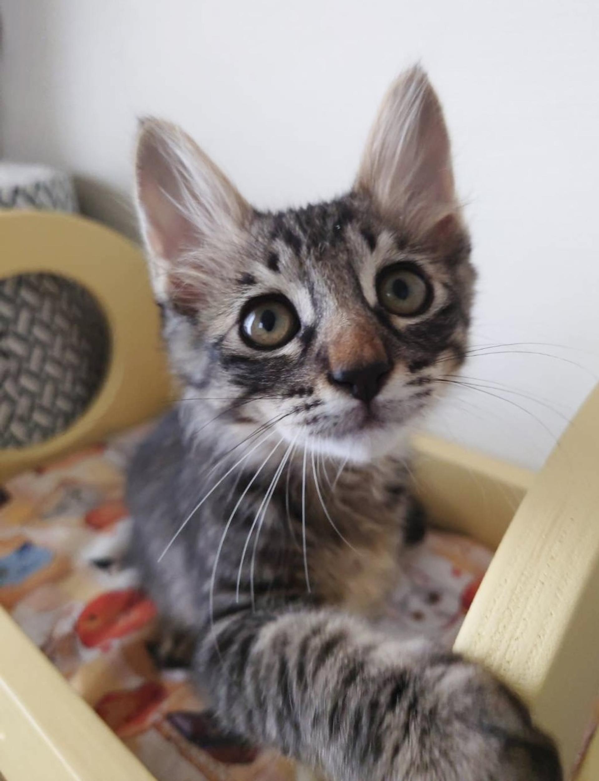 pet-image-2