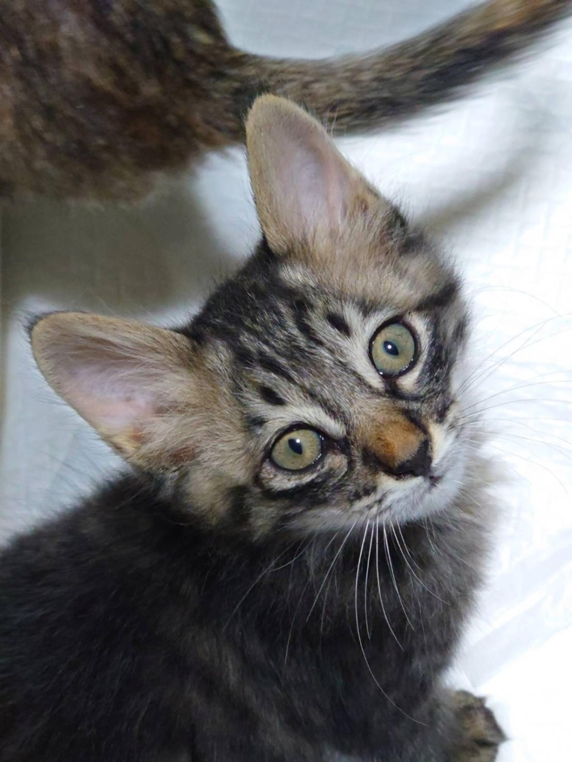 pet-image-3