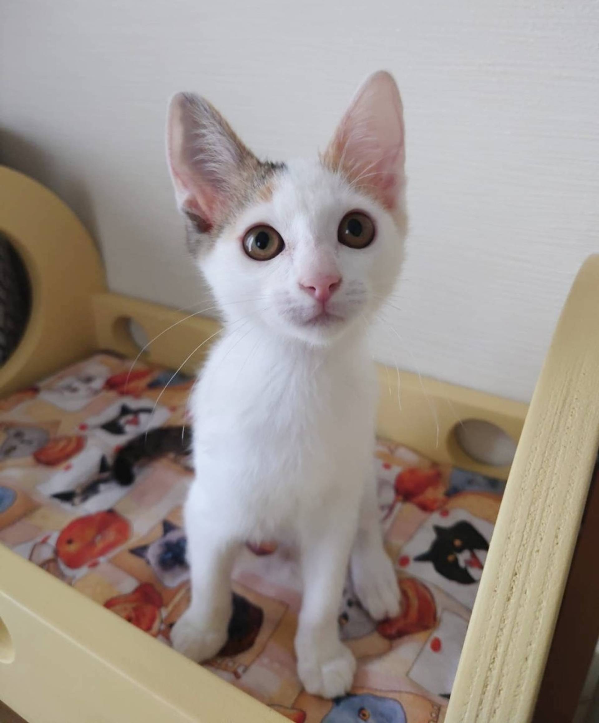 雑種（ミックス猫）・メスの里親募集の写真