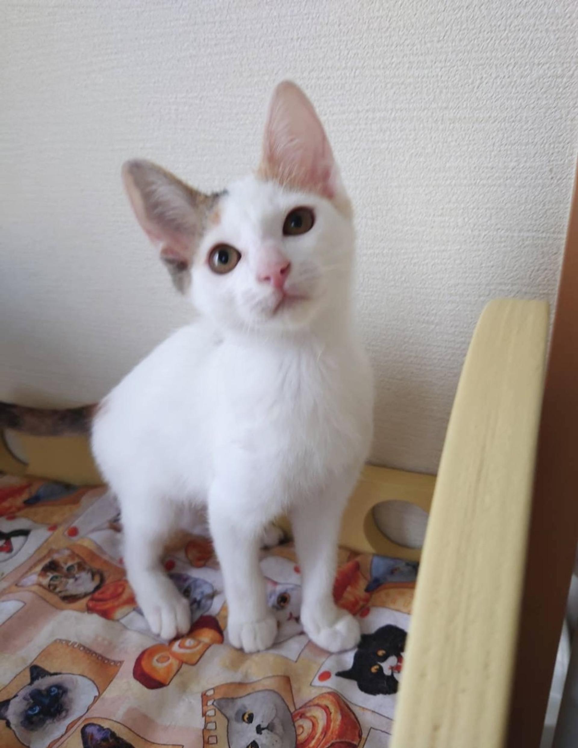 pet-image-2