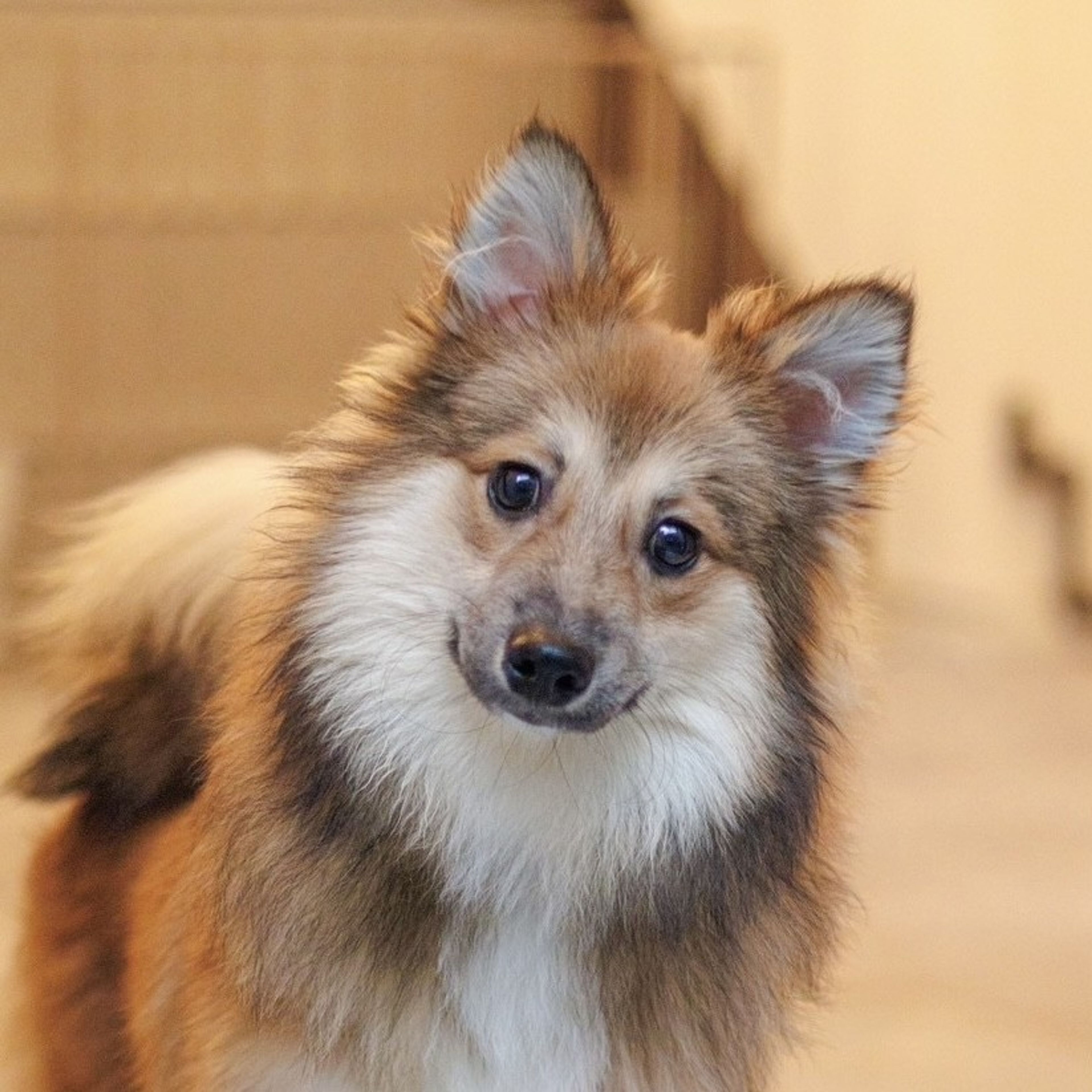 pet-image-4