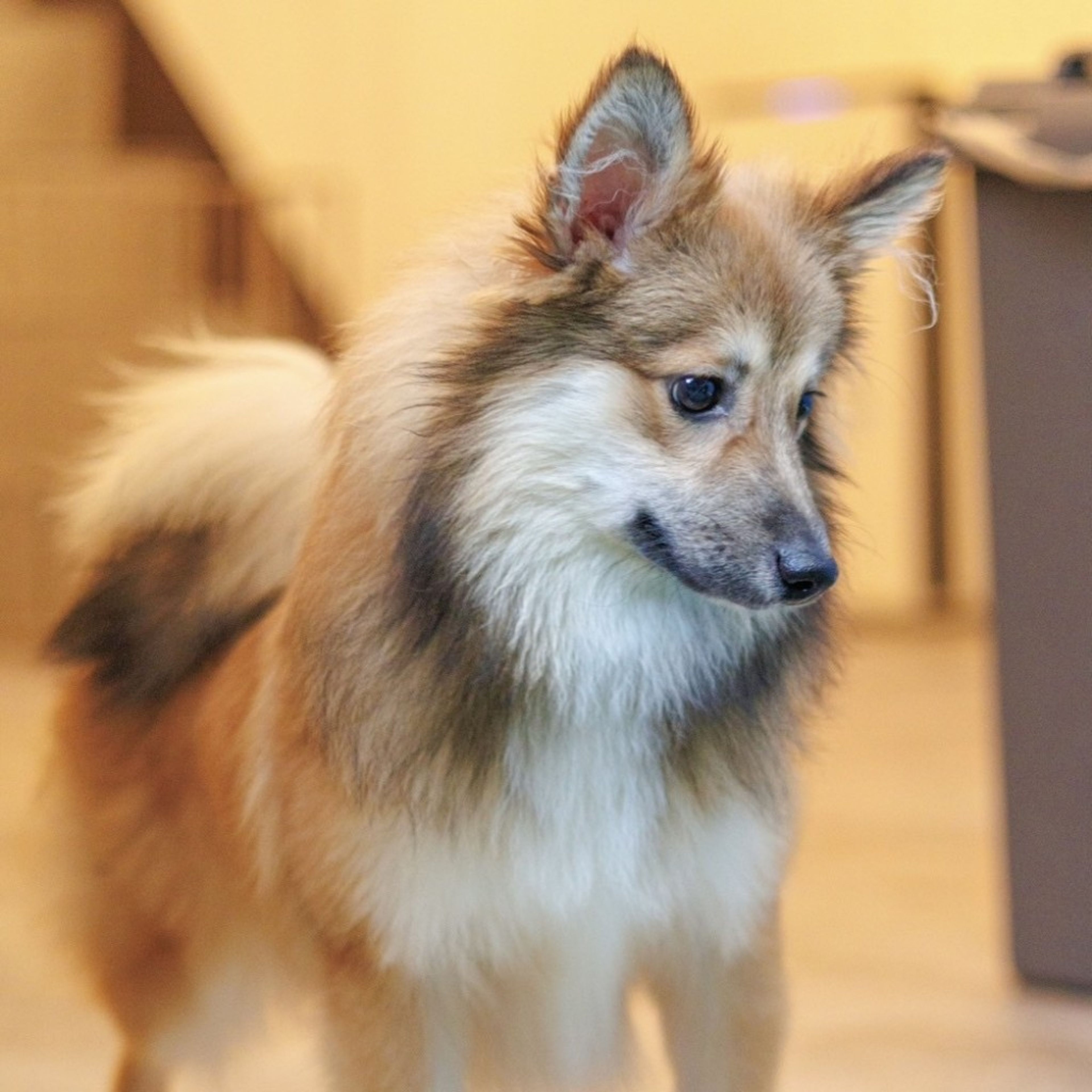 pet-image-5