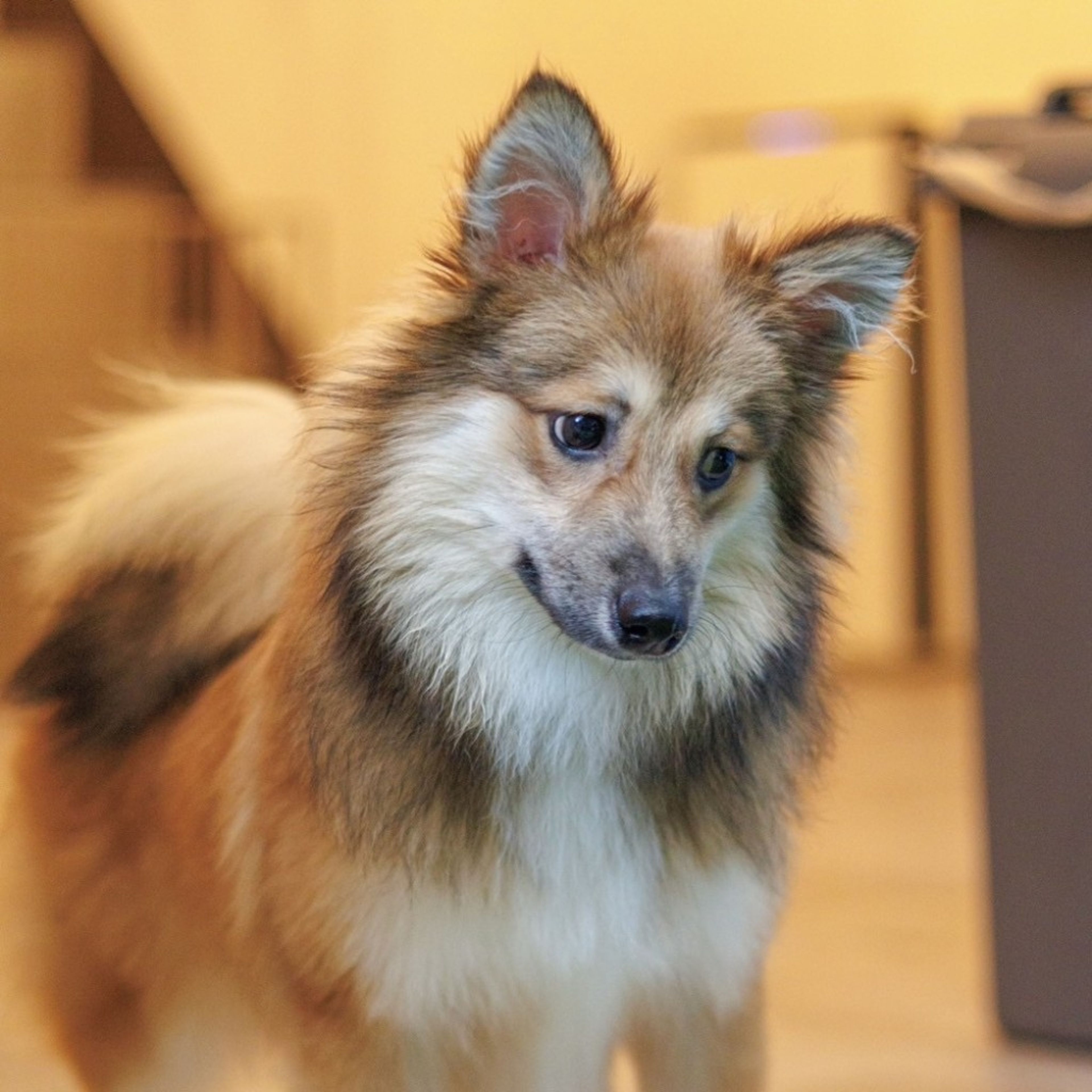 pet-image-6