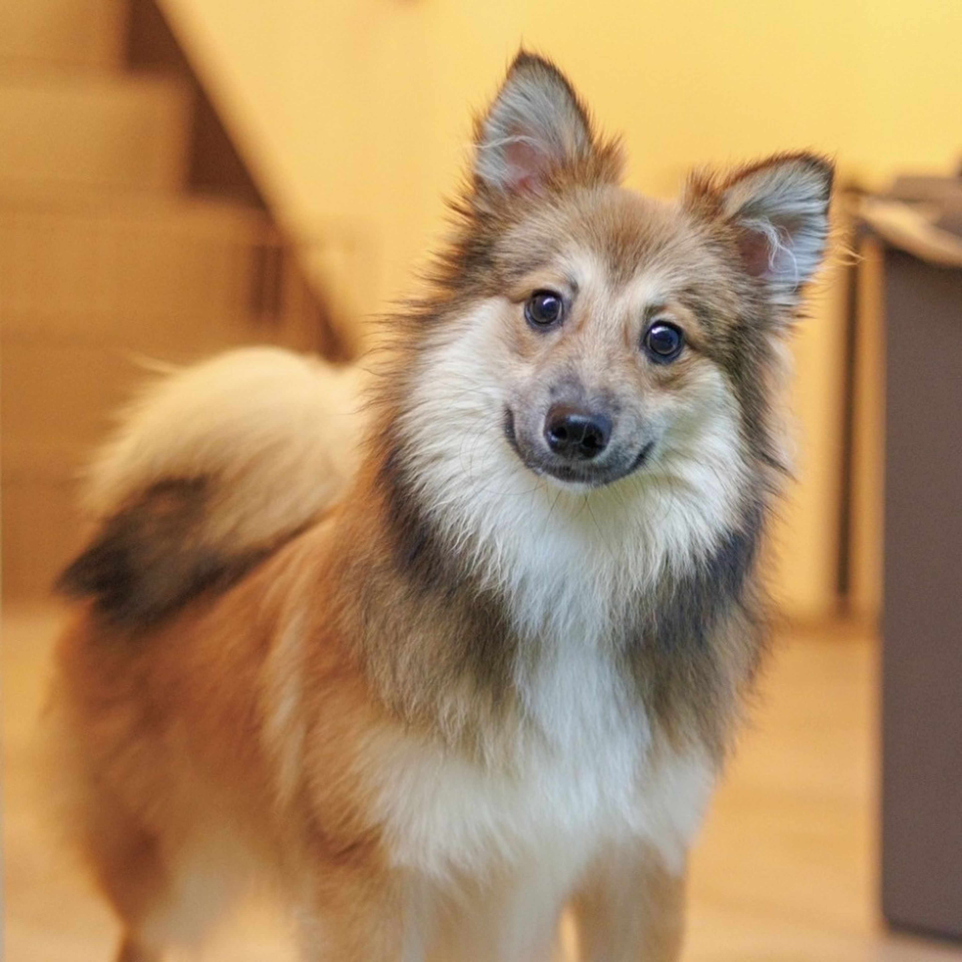 pet-image-3