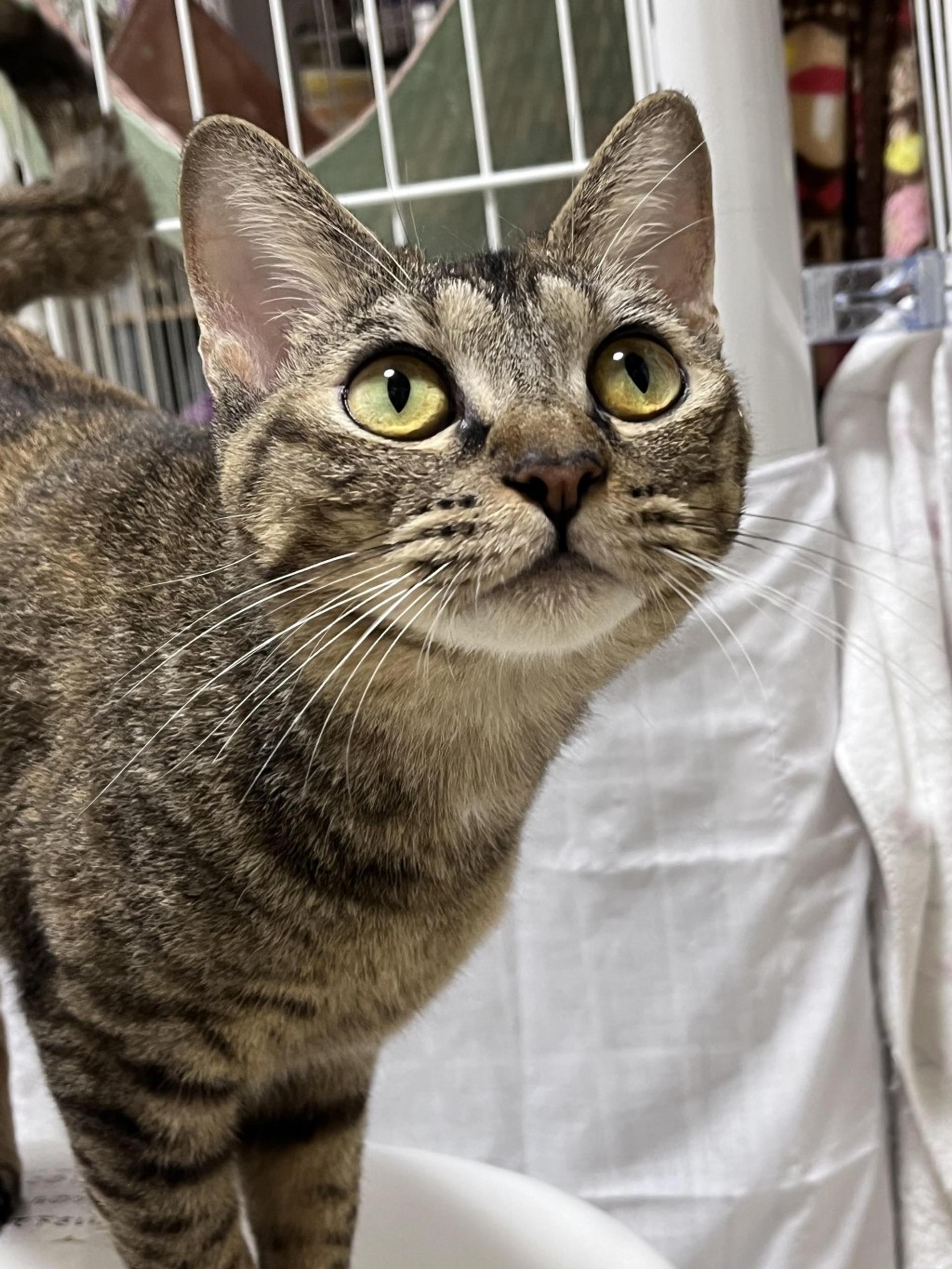 pet-image-7