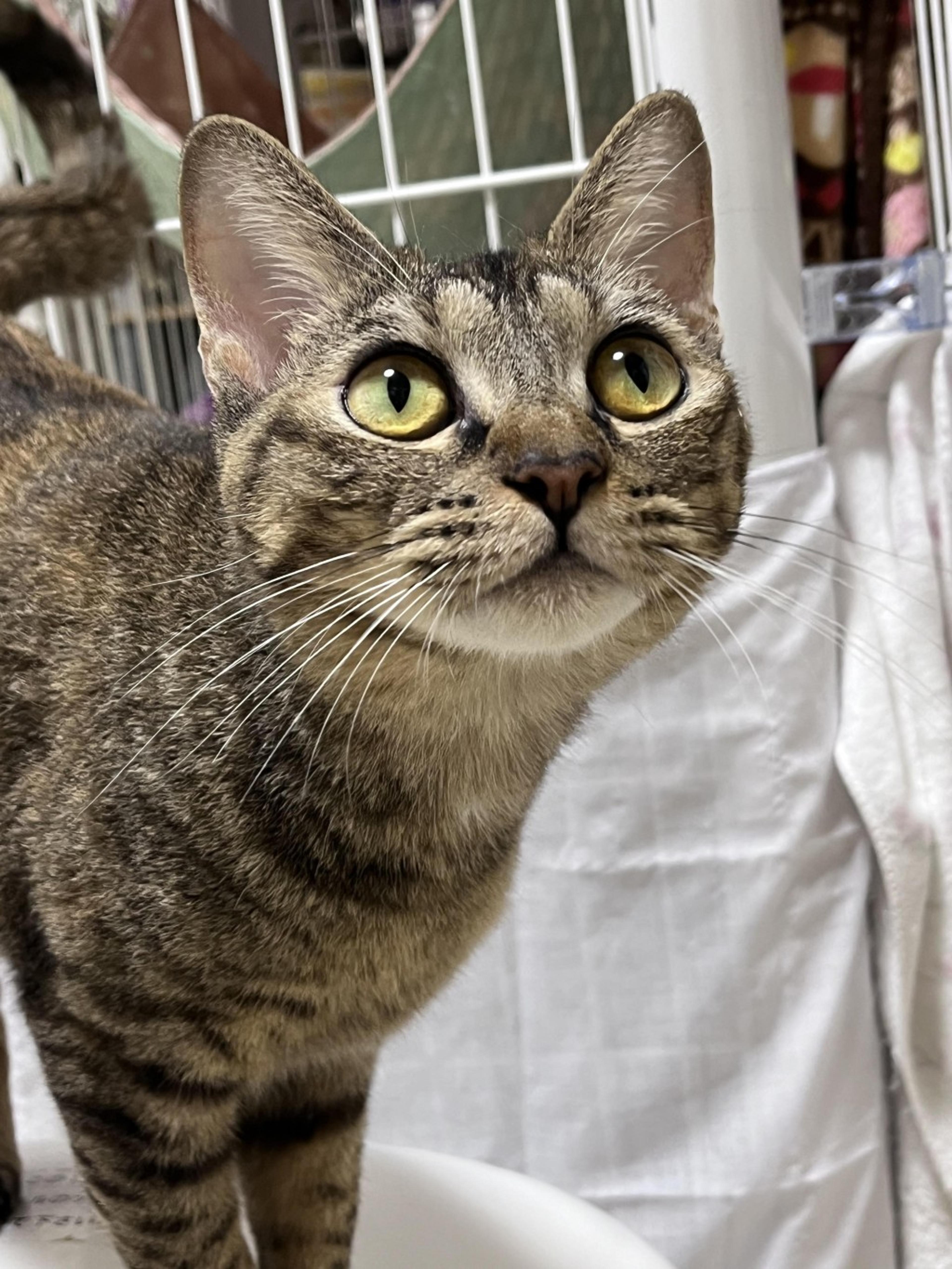 pet-image-7