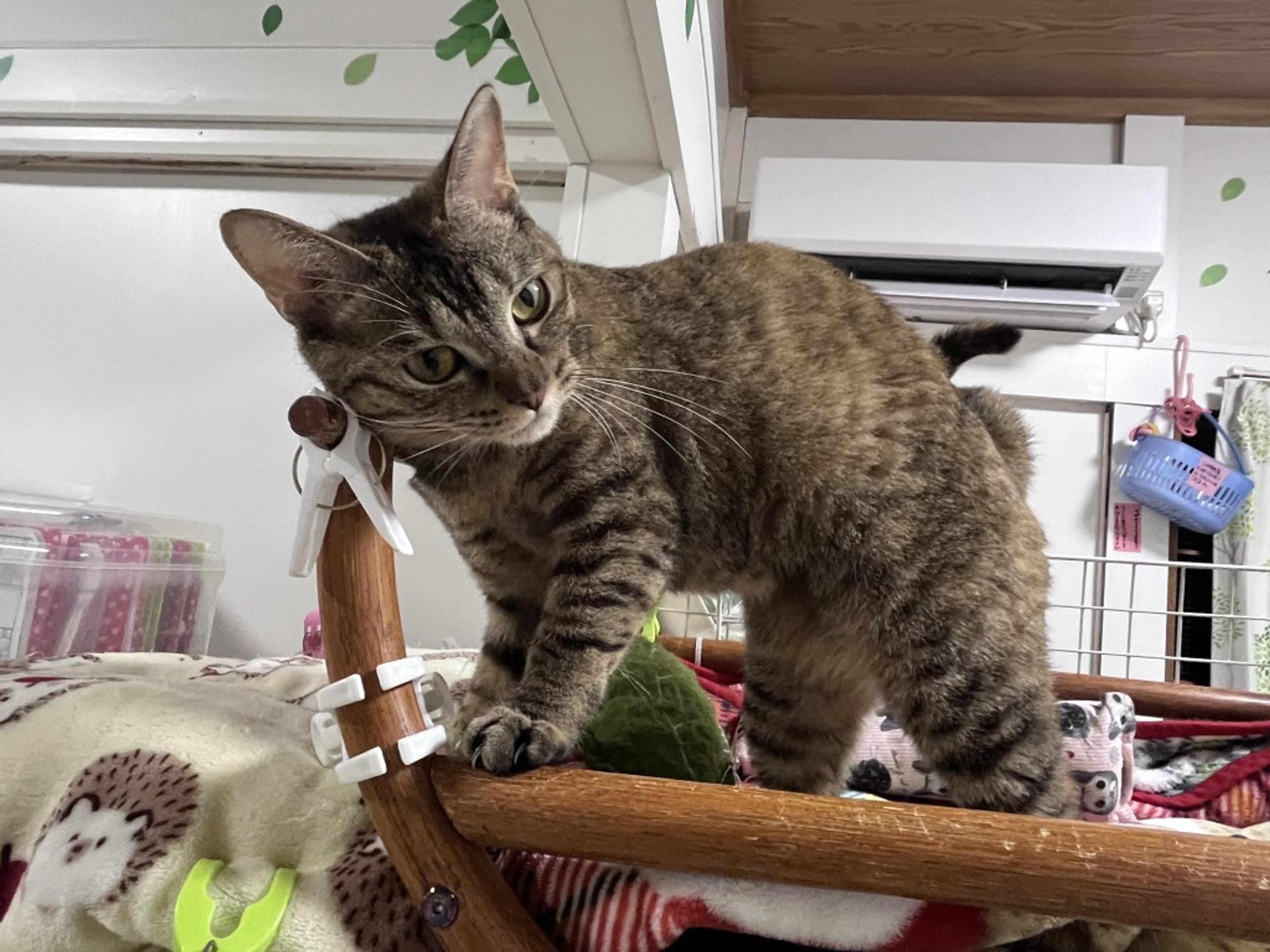 pet-image-8