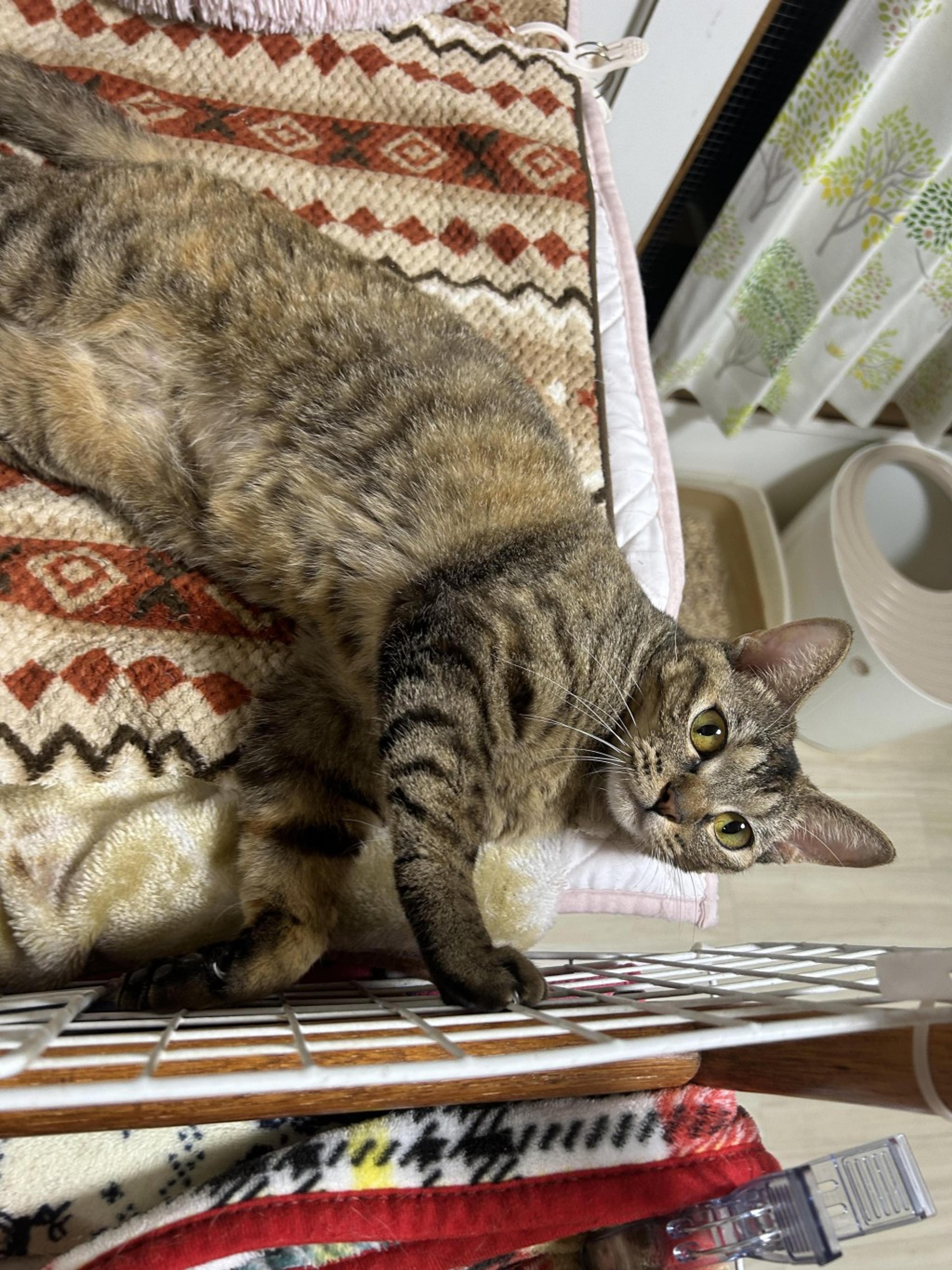 pet-image-6