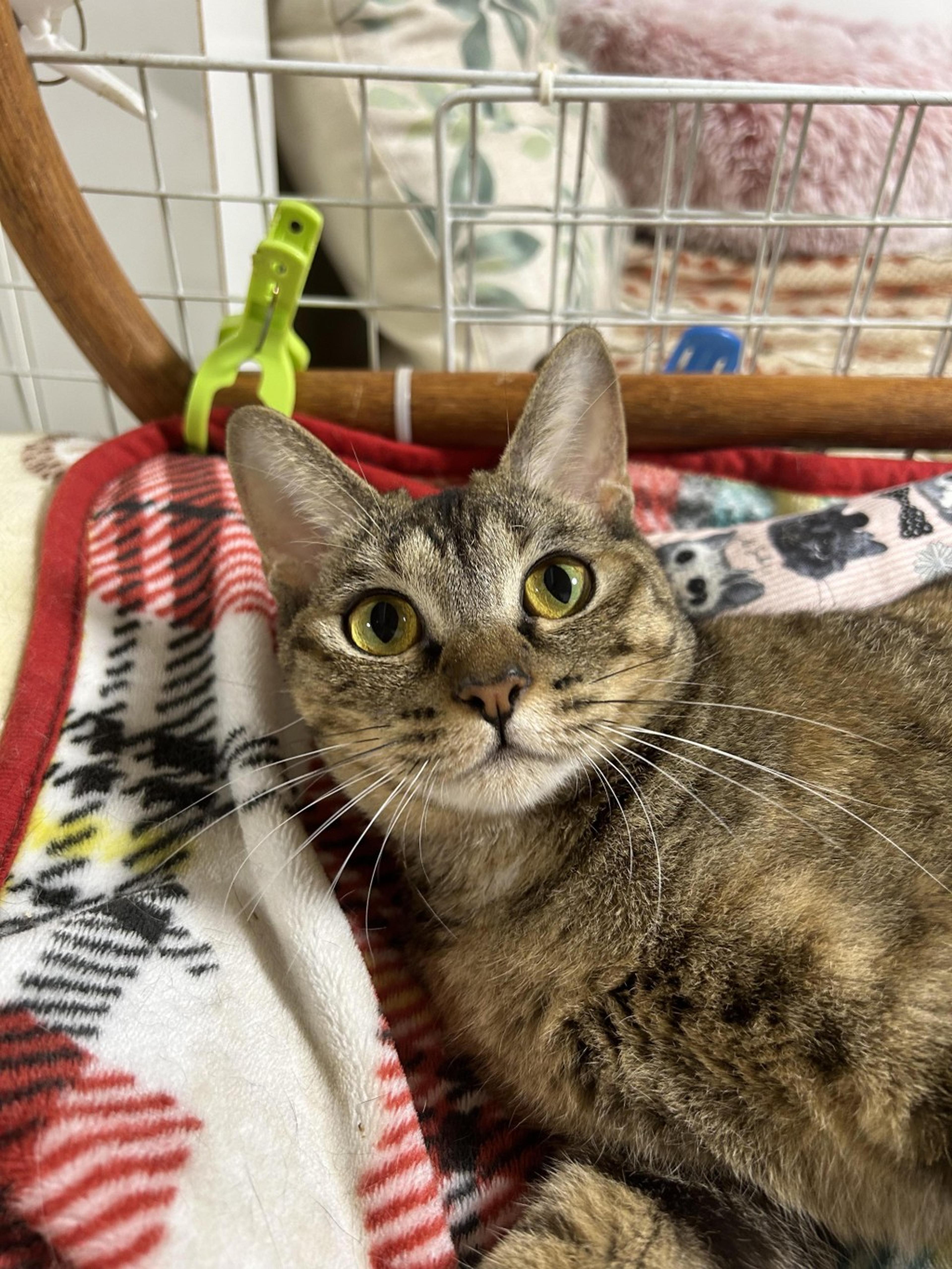 pet-image-2