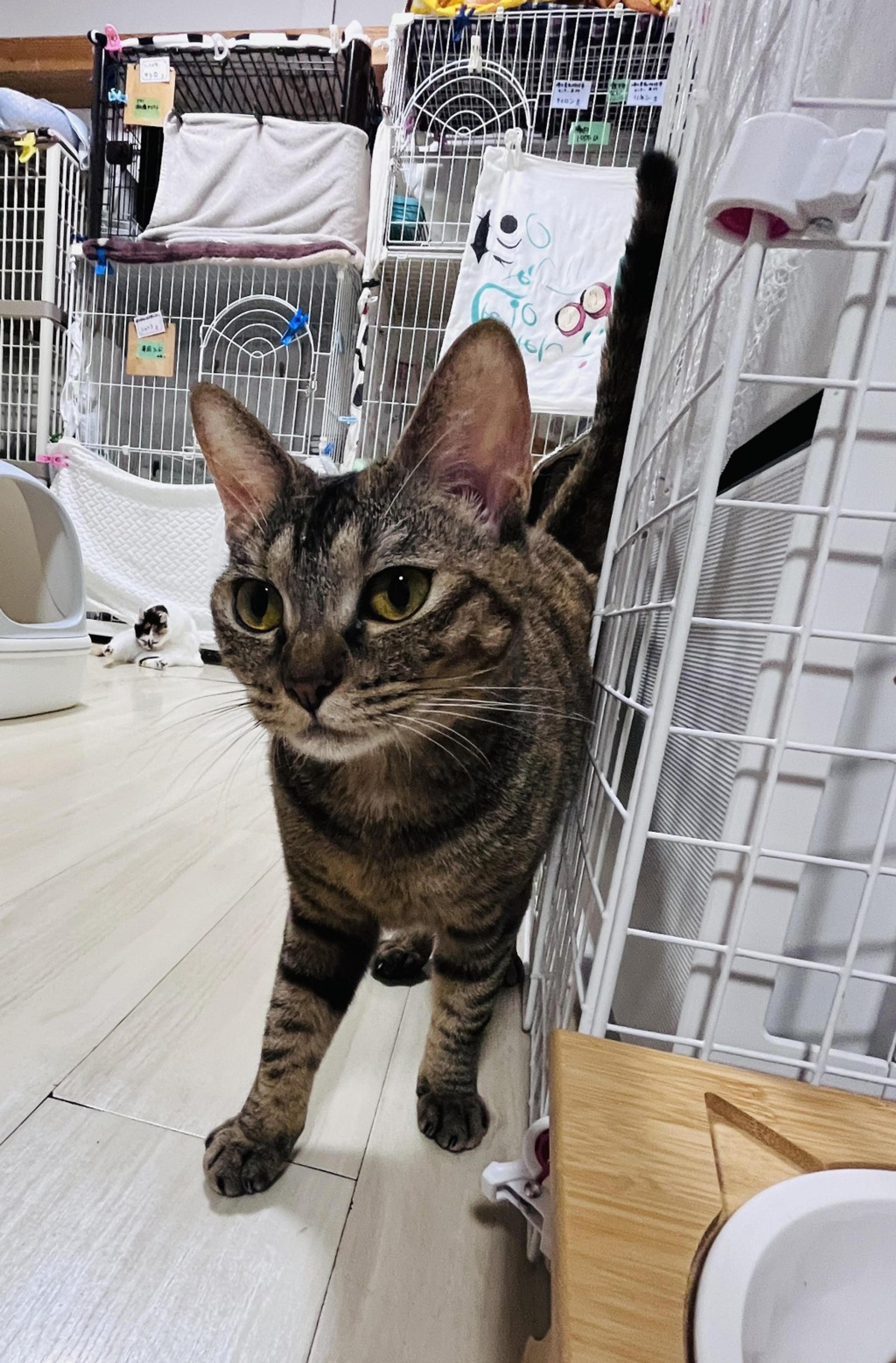 pet-image-4