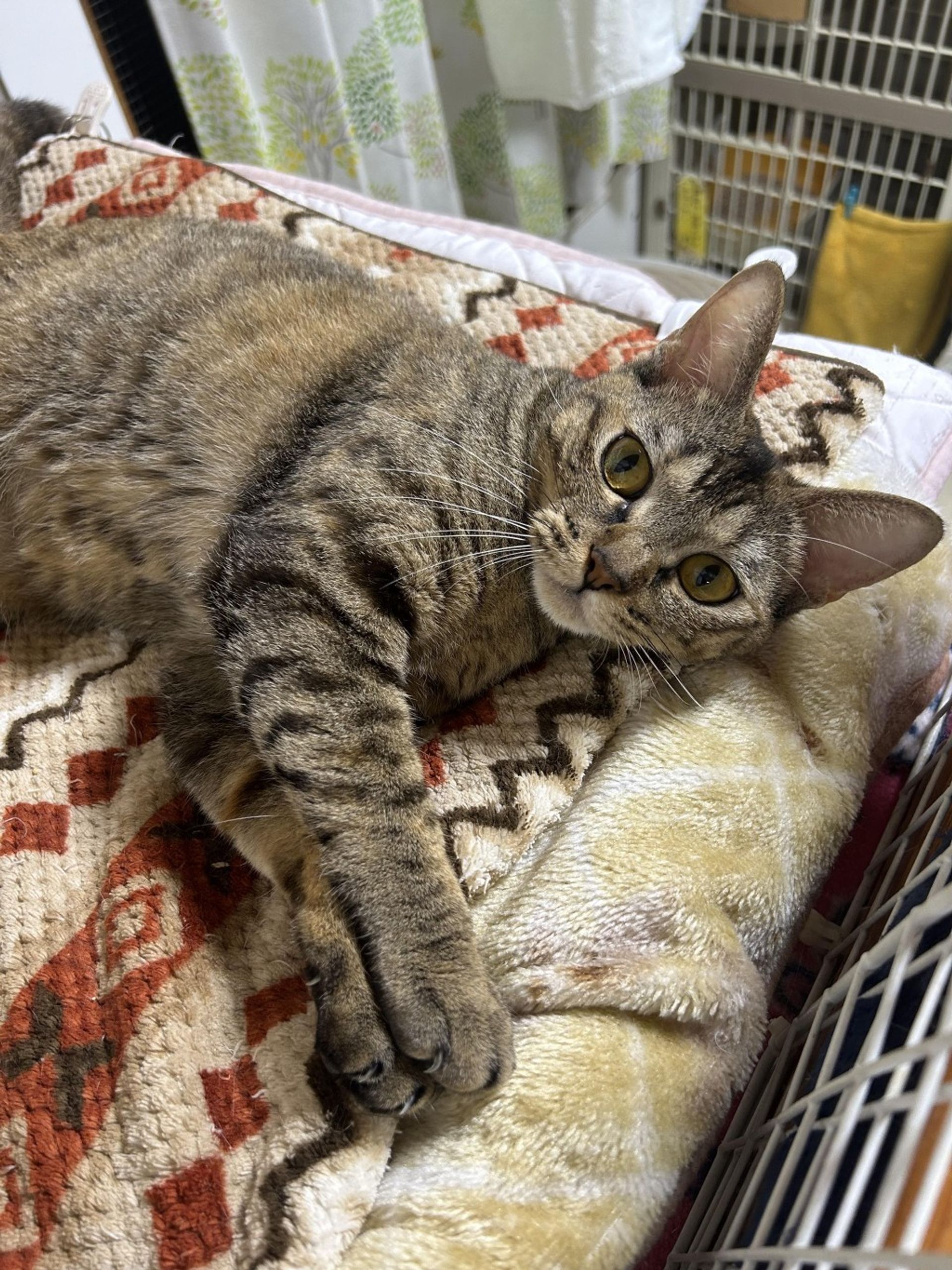 雑種（ミックス猫）・メスの里親募集の写真