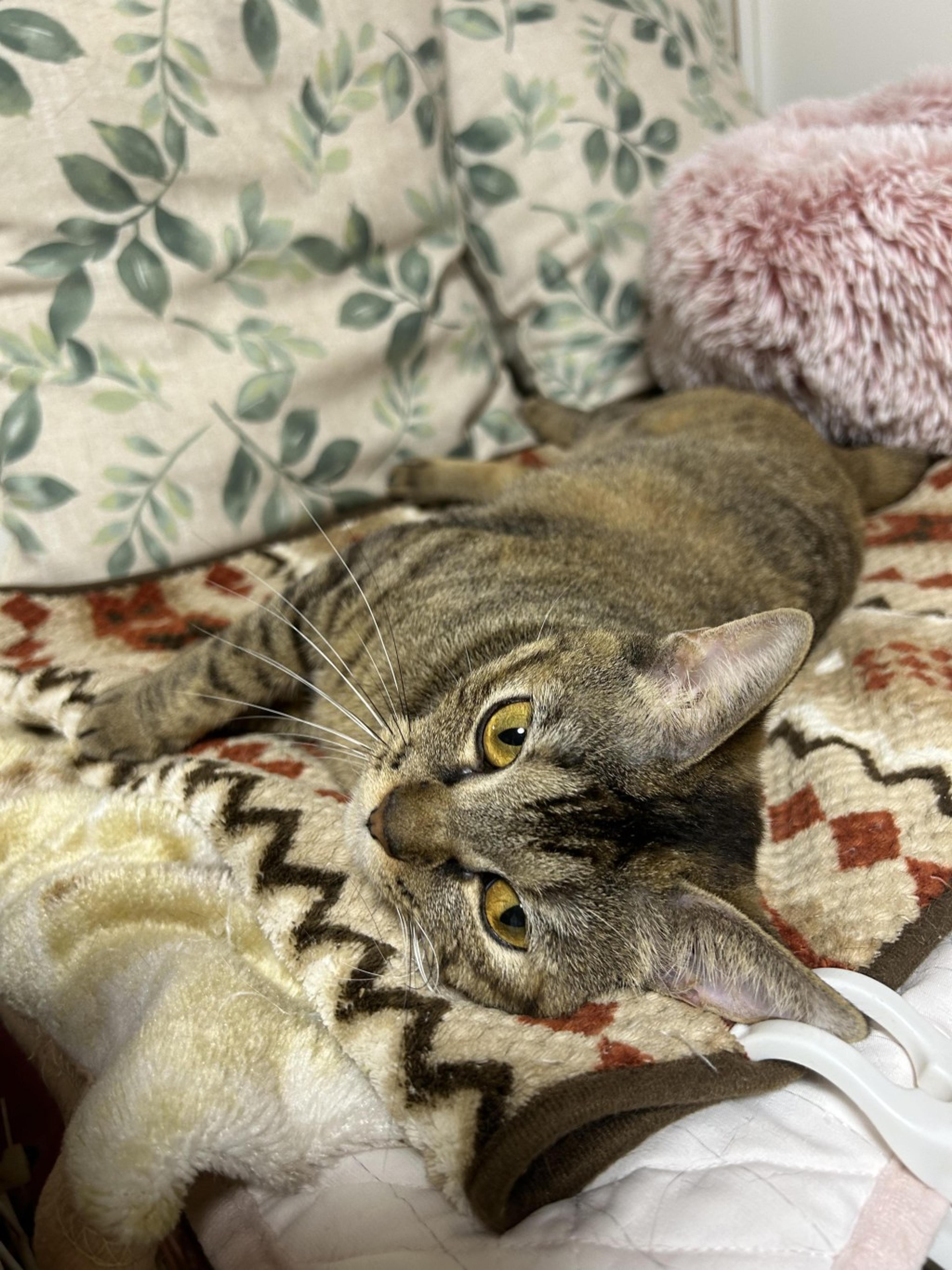 pet-image-5