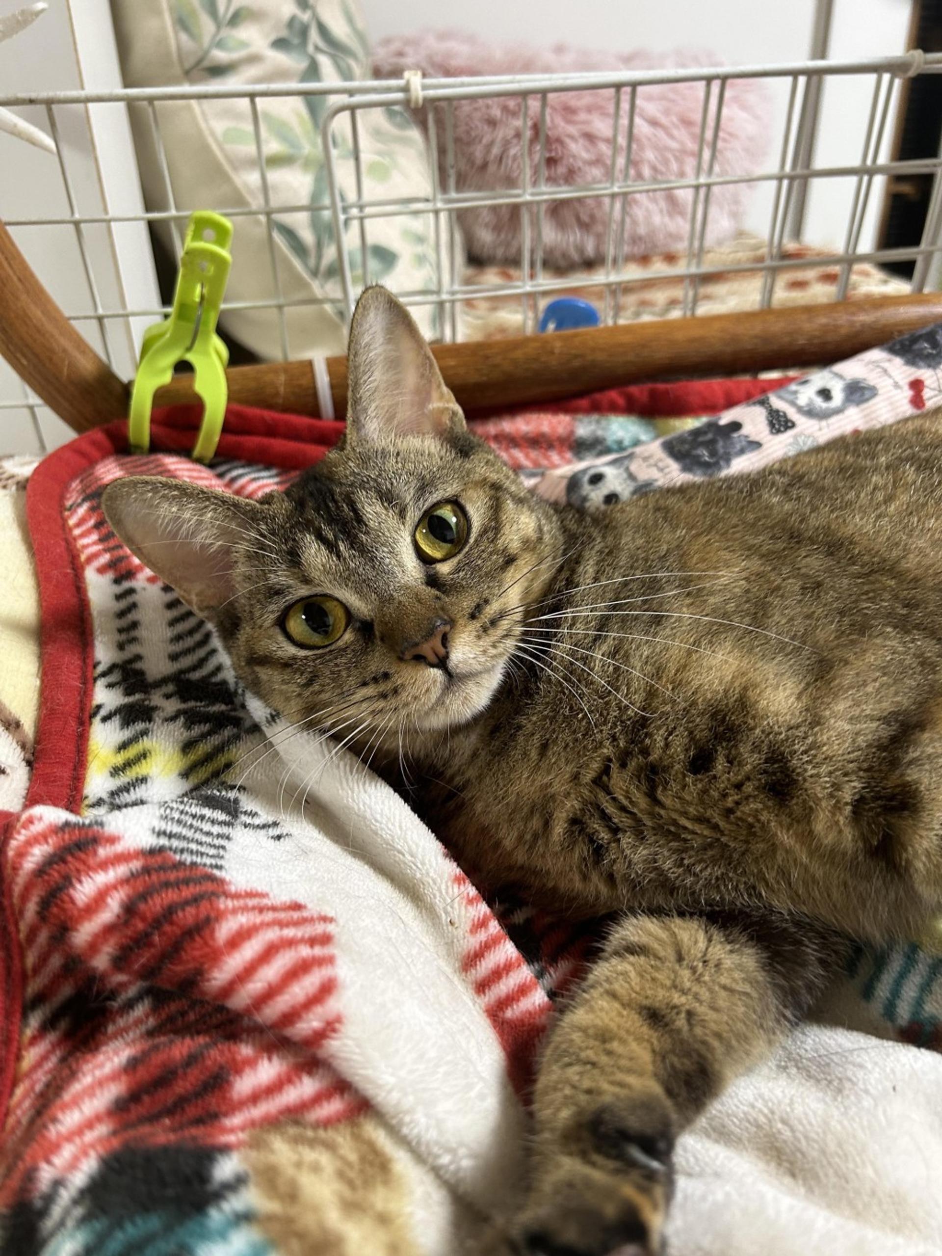 pet-image-9
