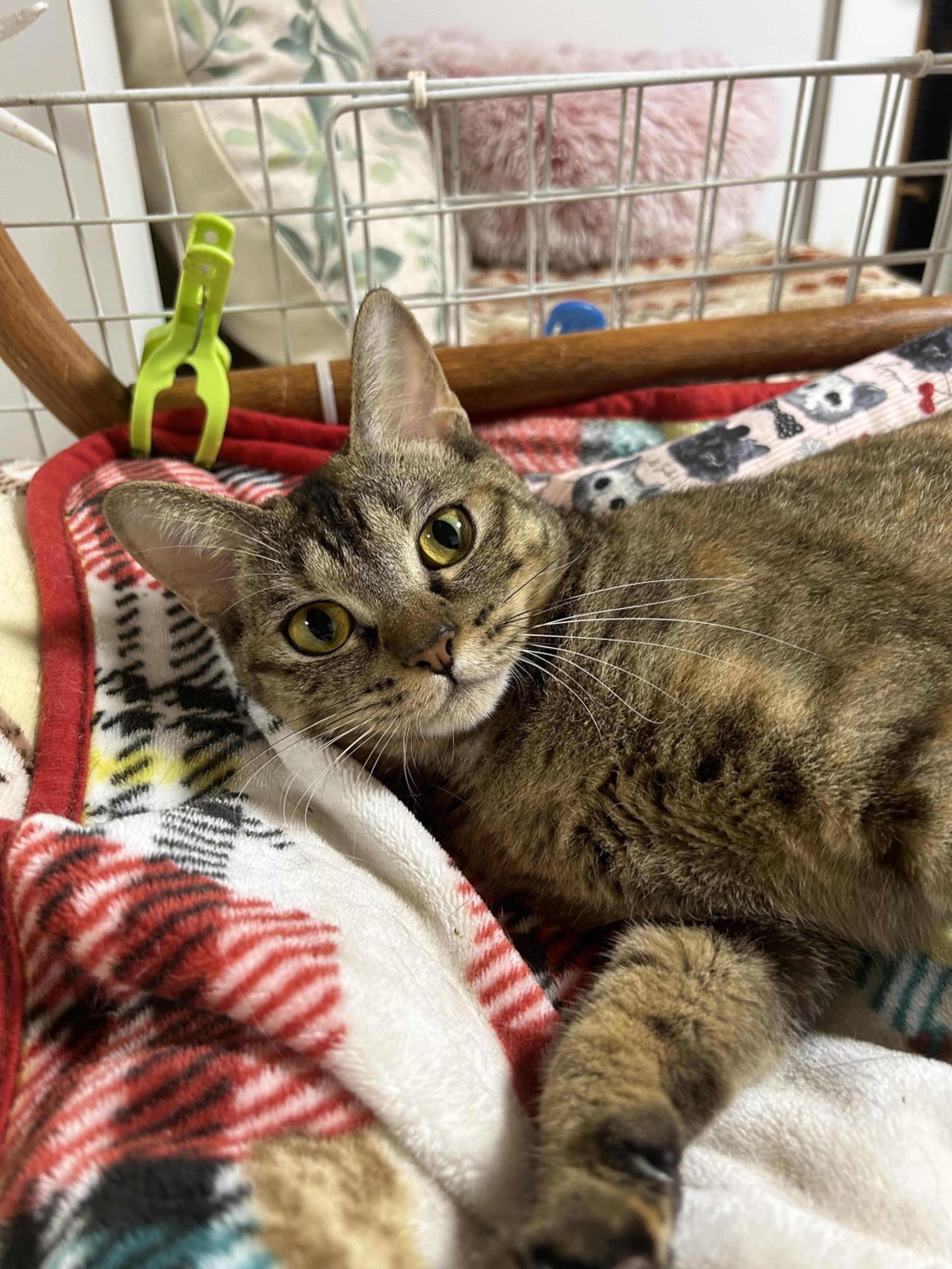 pet-image-9