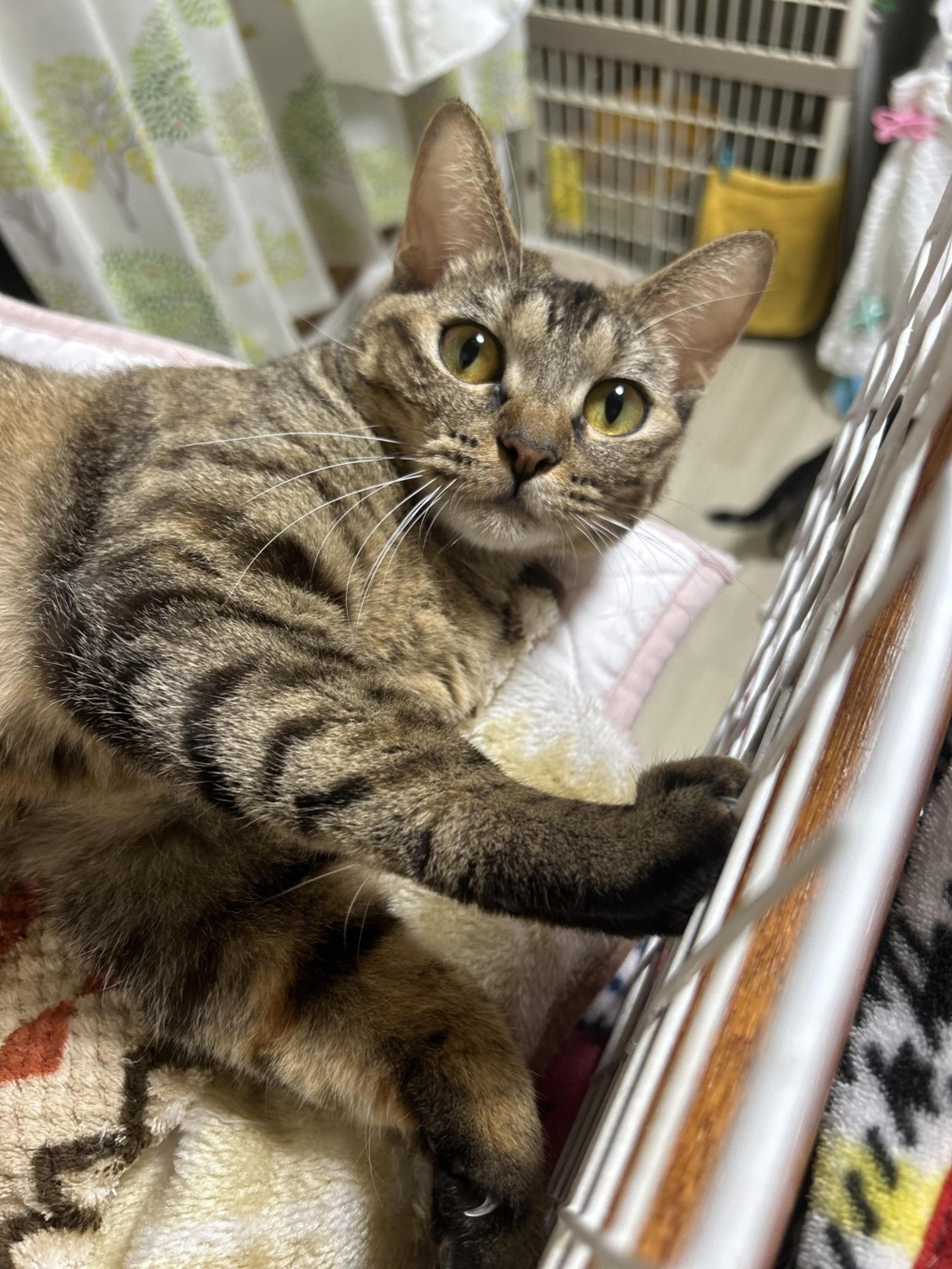 pet-image-3