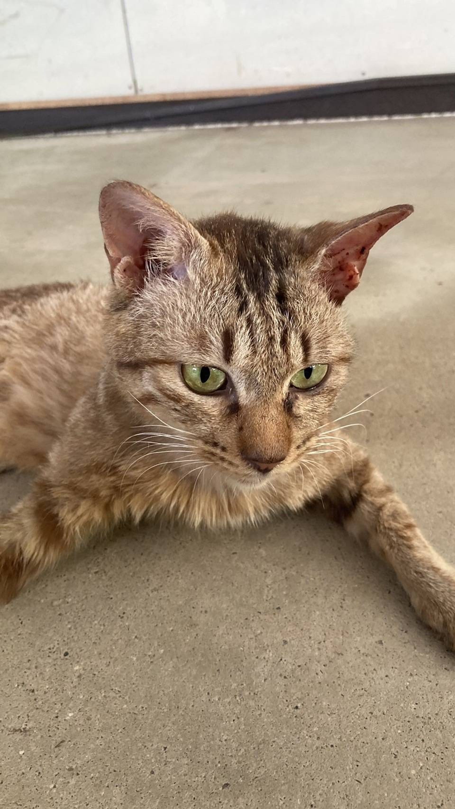 雑種（ミックス猫）・オスの里親募集の写真