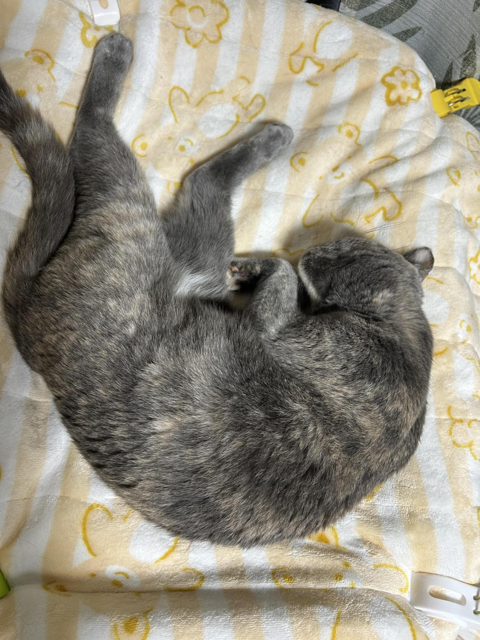 pet-image-8
