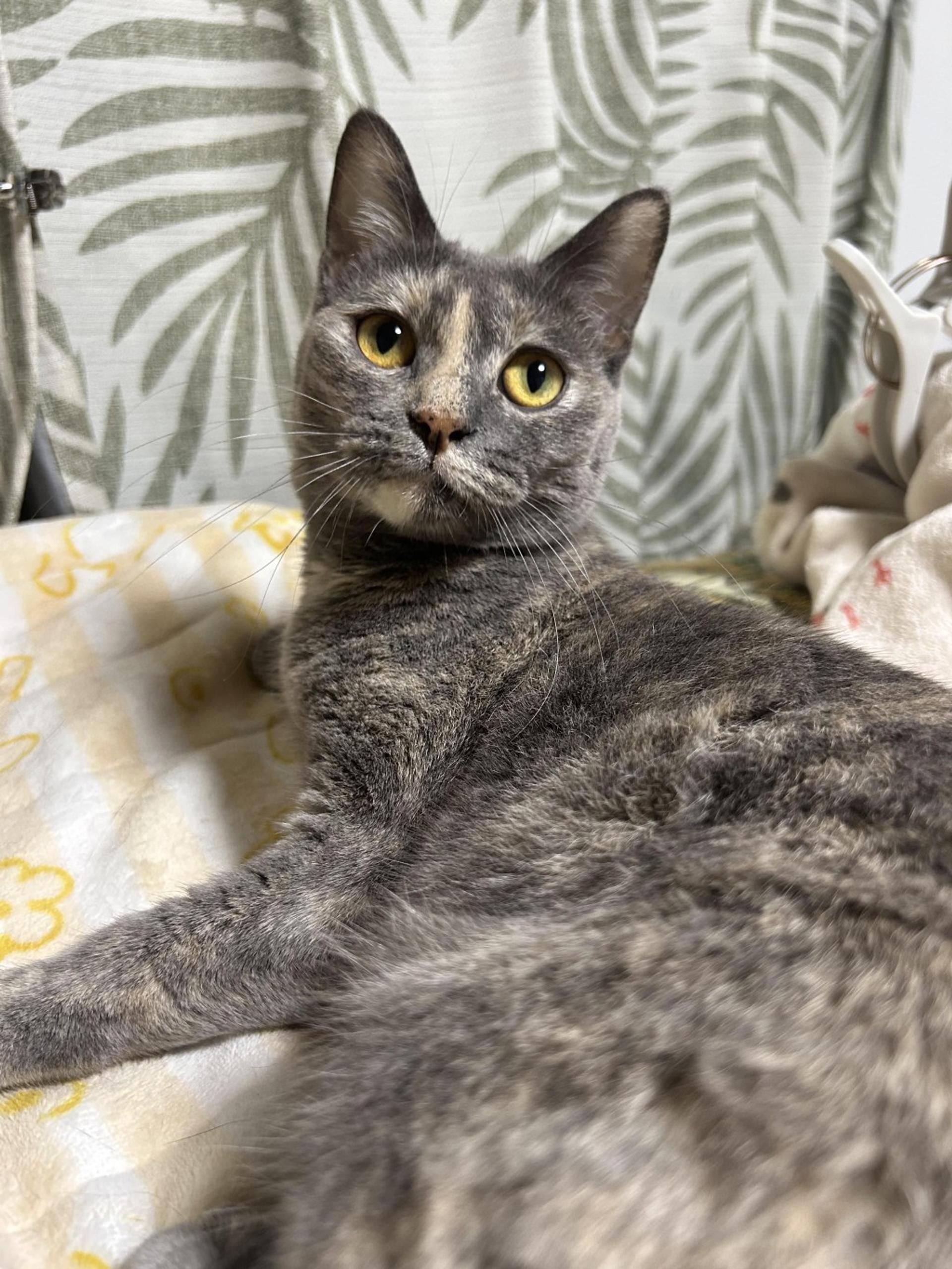 pet-image-4