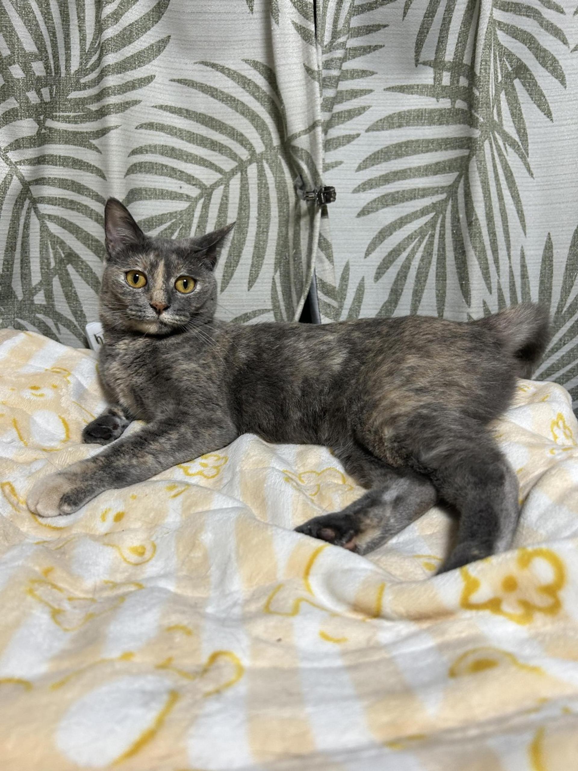 pet-image-2