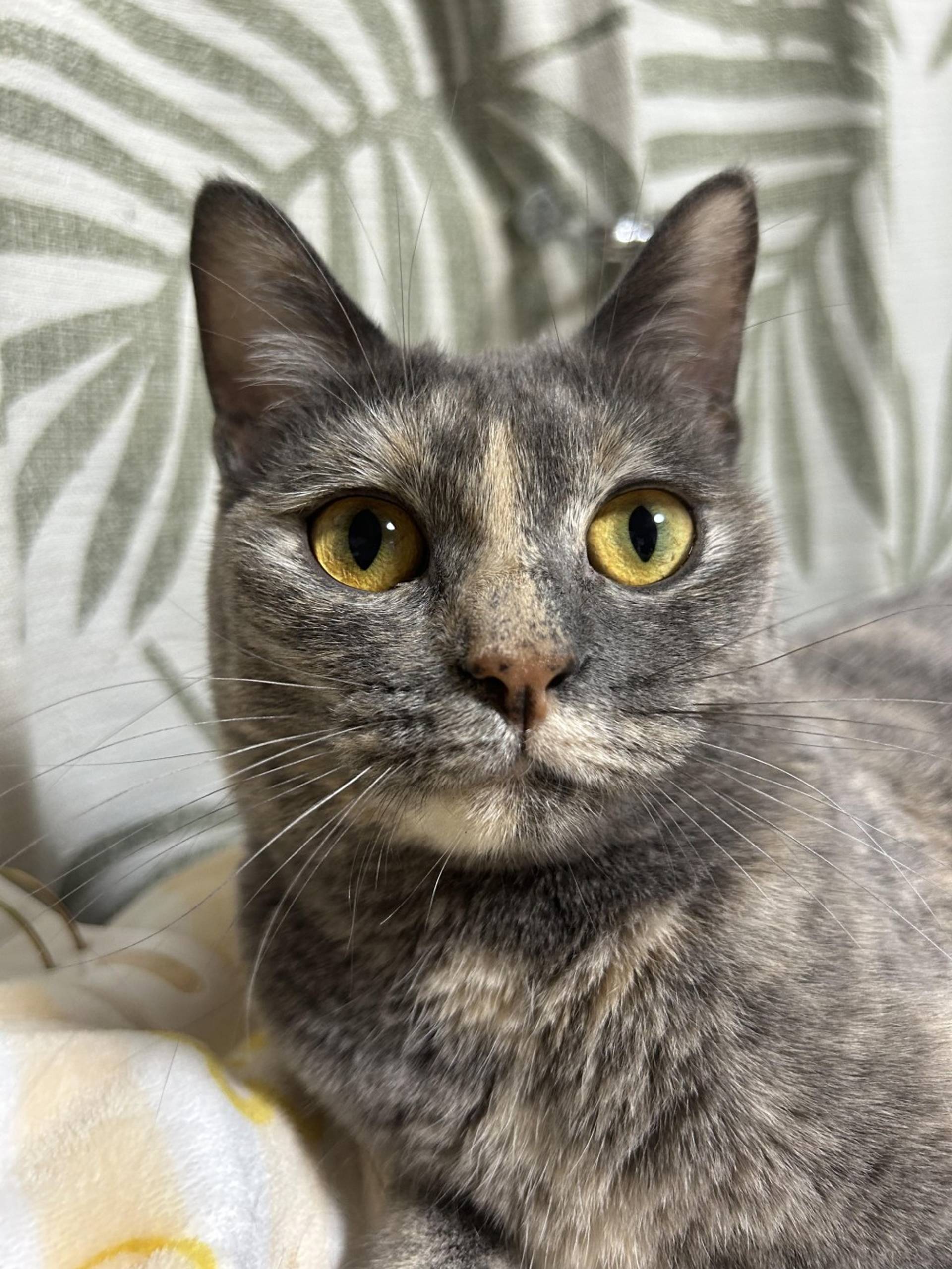 雑種（ミックス猫）・メスの里親募集の写真