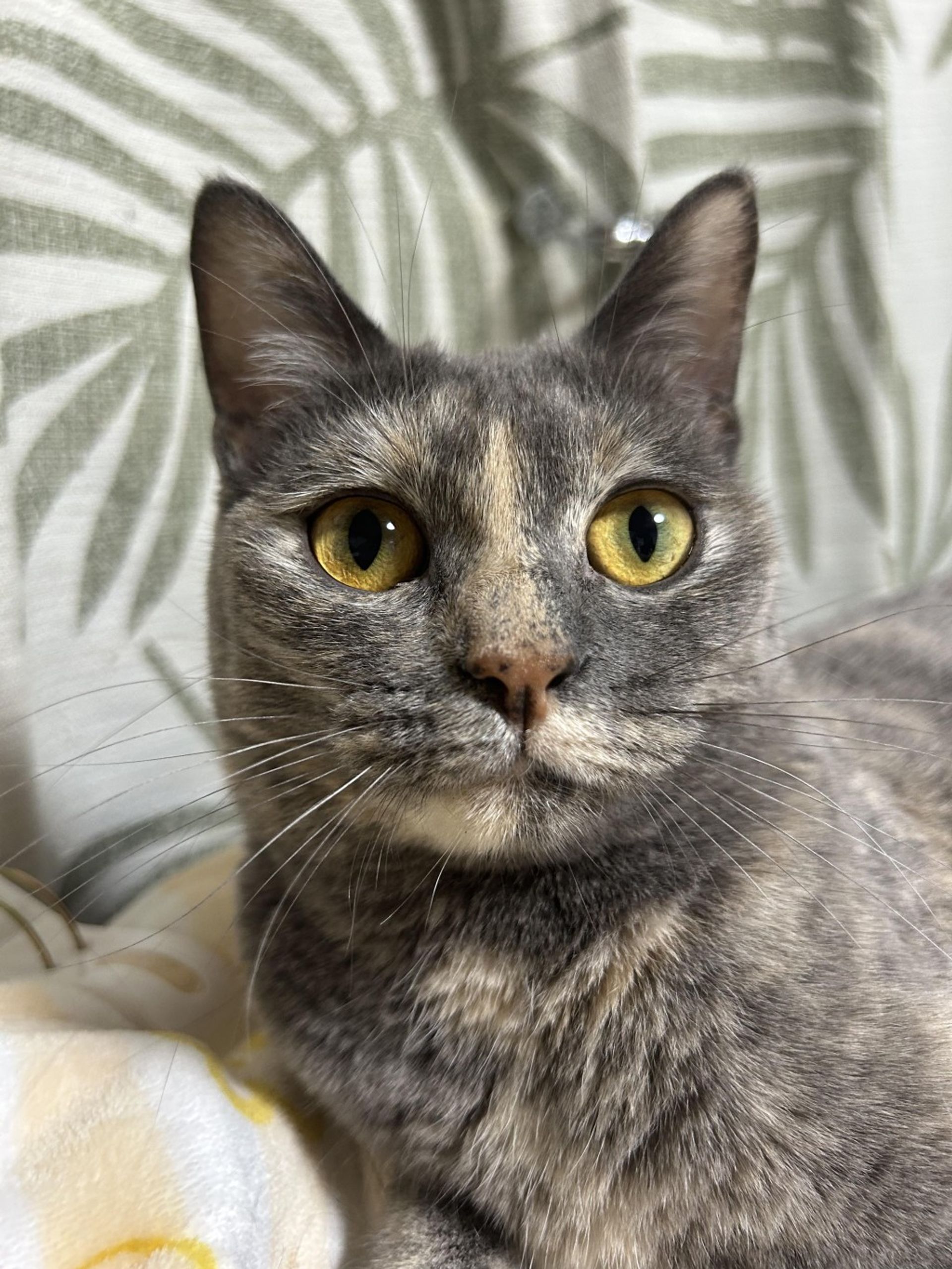 雑種（ミックス猫）・メスの里親募集の写真