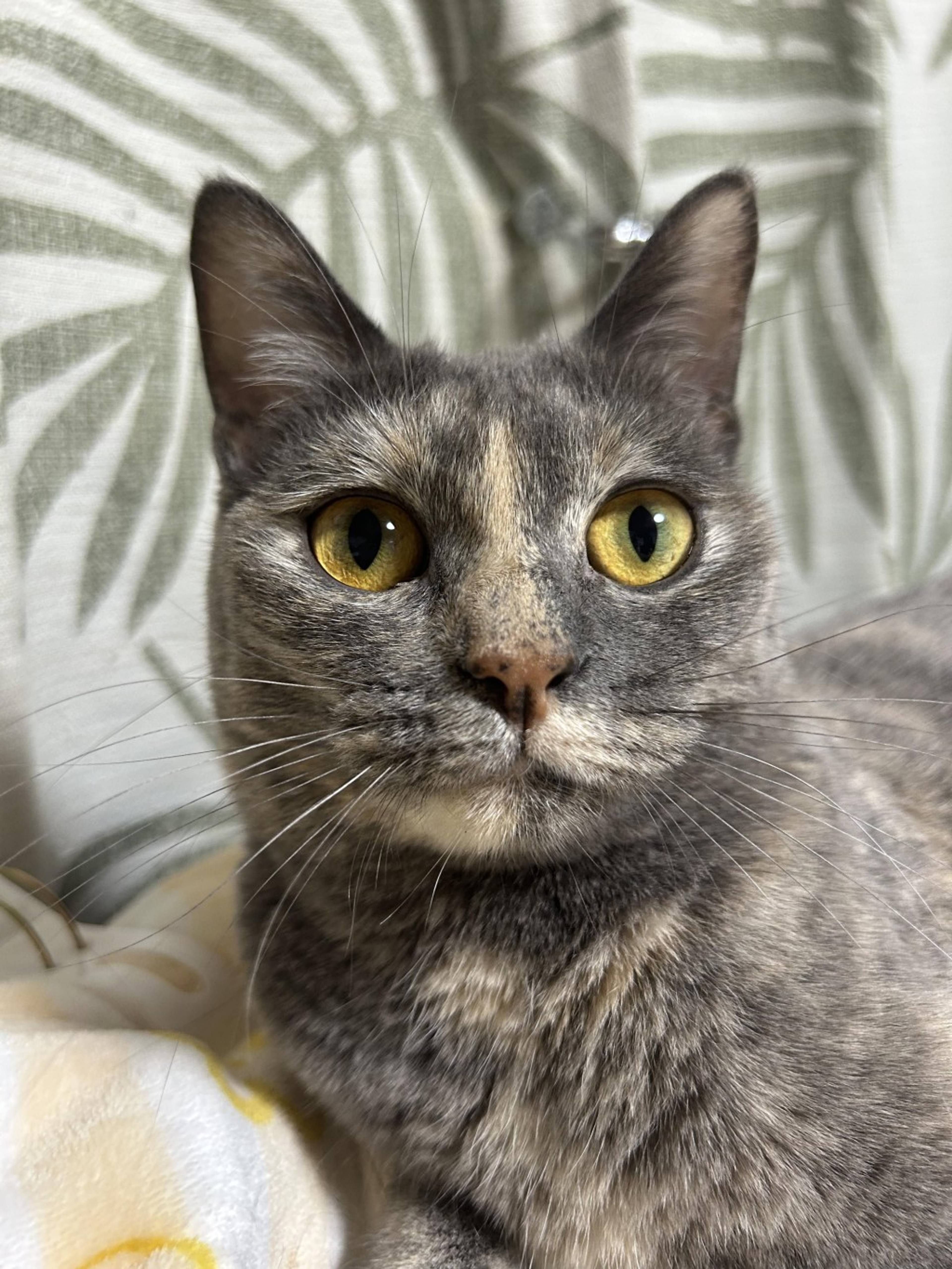 雑種（ミックス猫）・メスの里親募集の写真