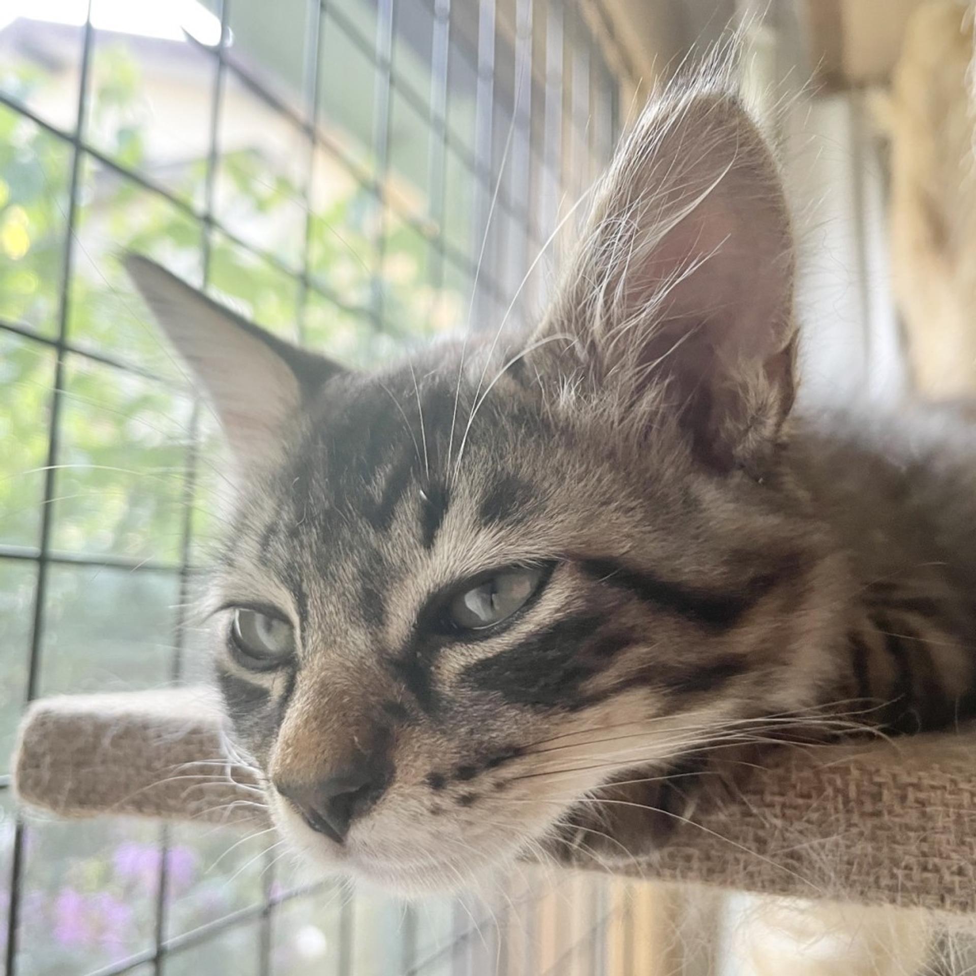 pet-image-5