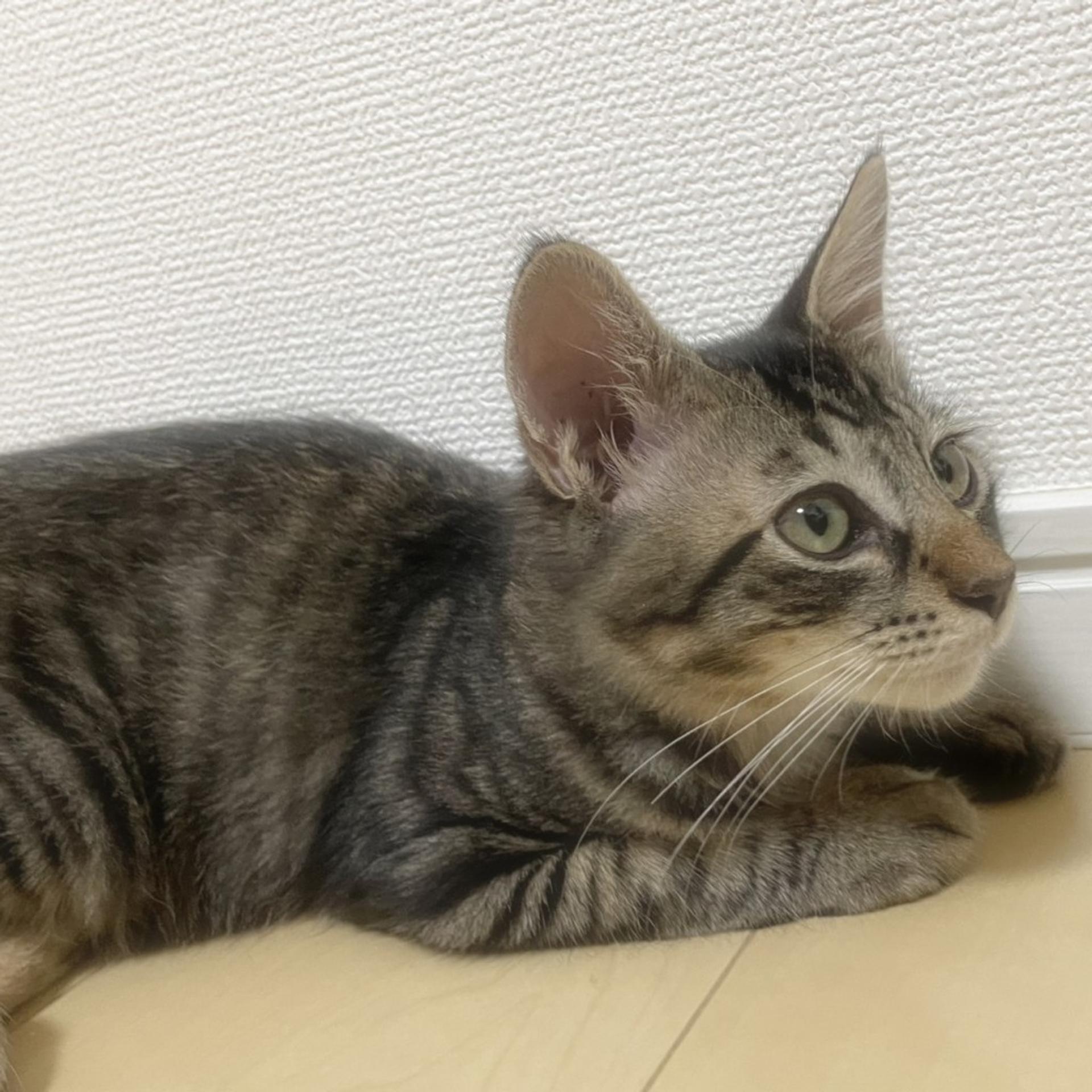 pet-image-6