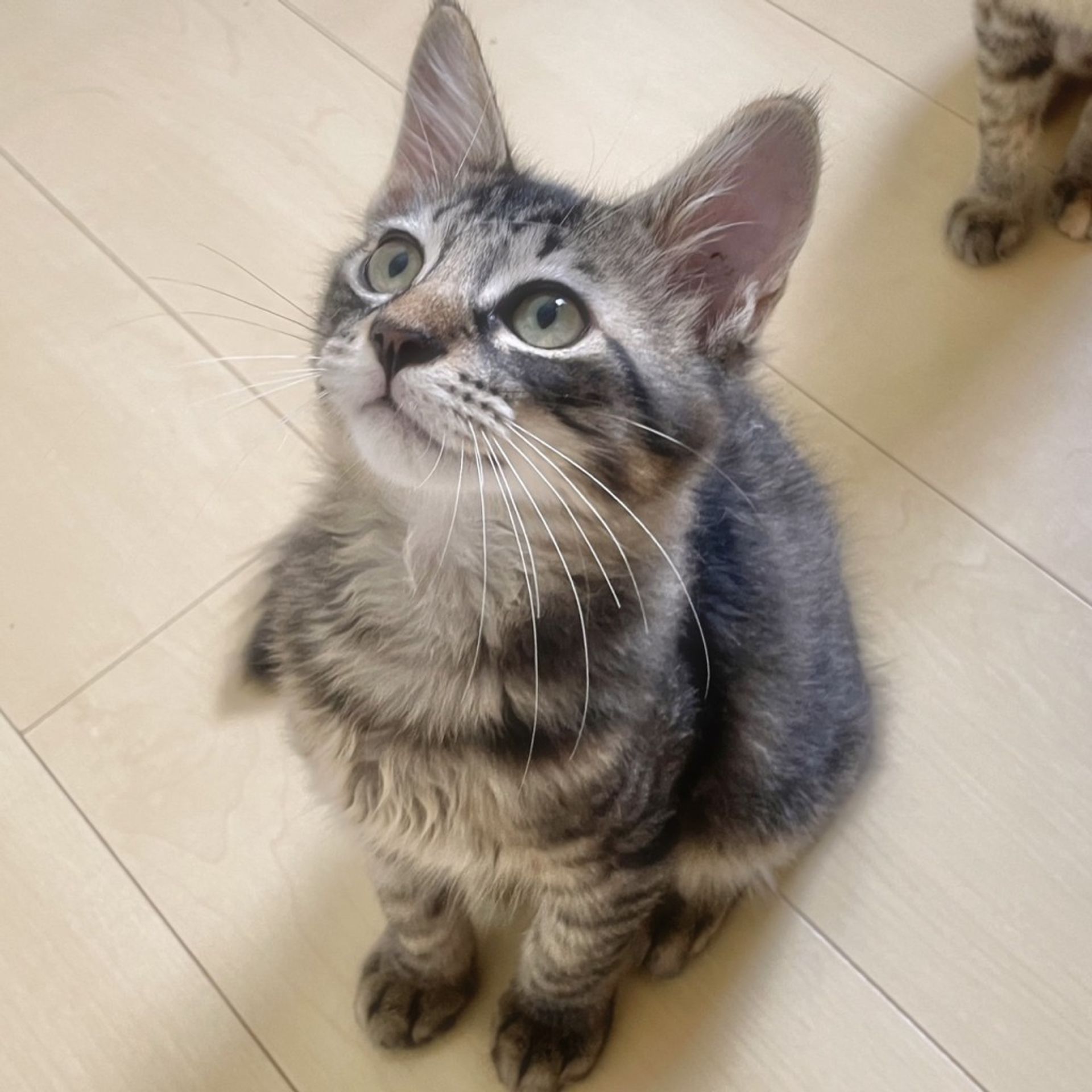 雑種（ミックス猫）・オスの里親募集の写真