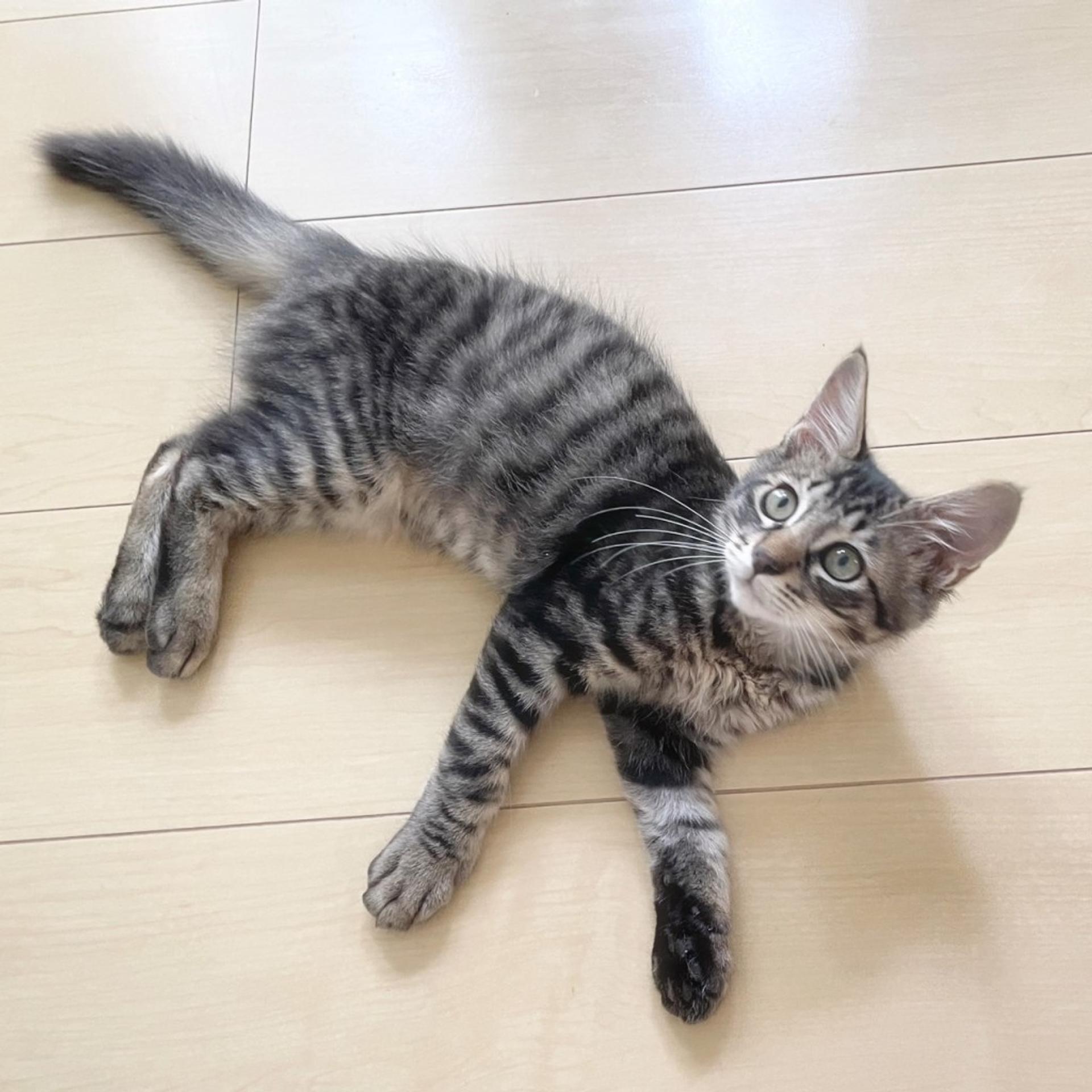 pet-image-2
