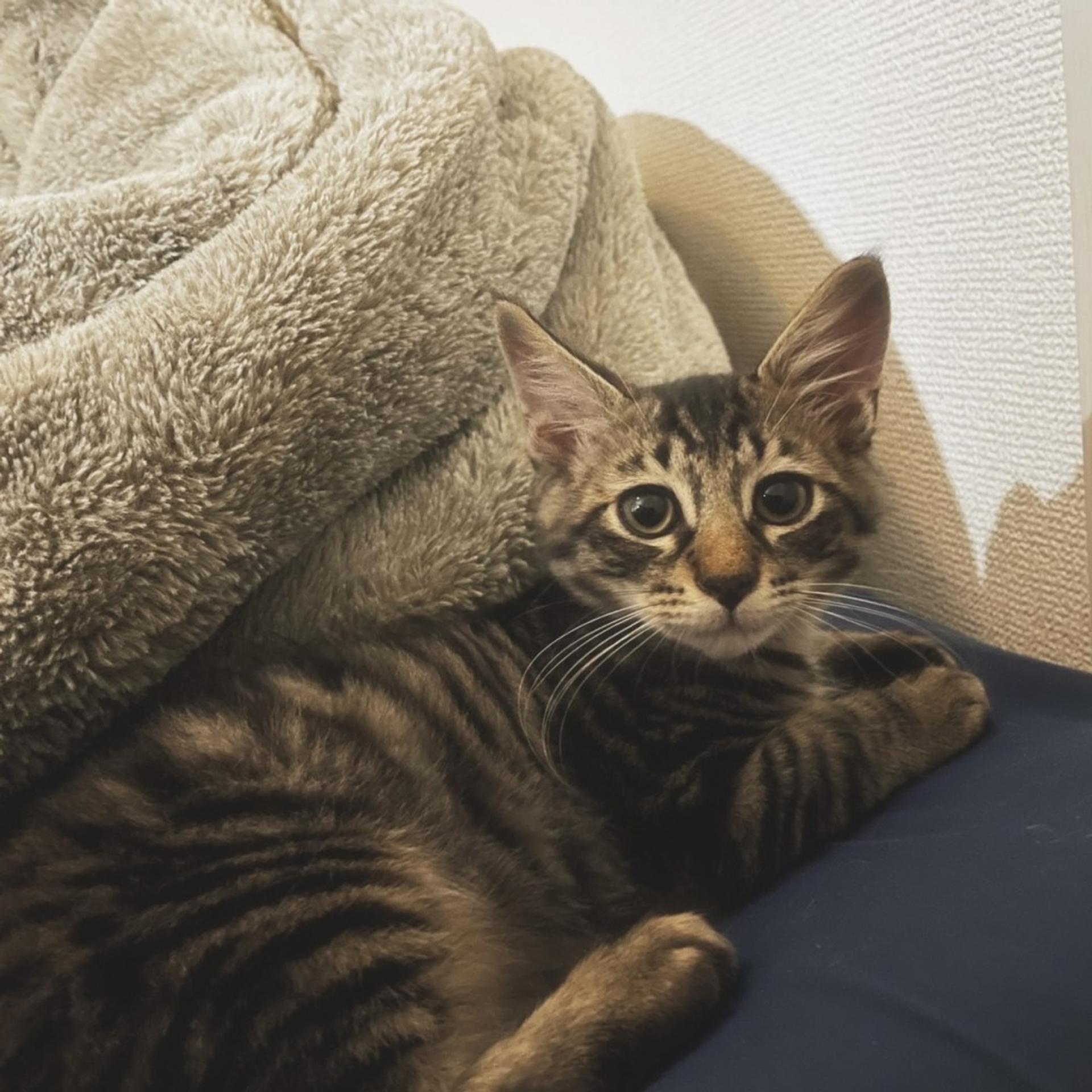pet-image-3