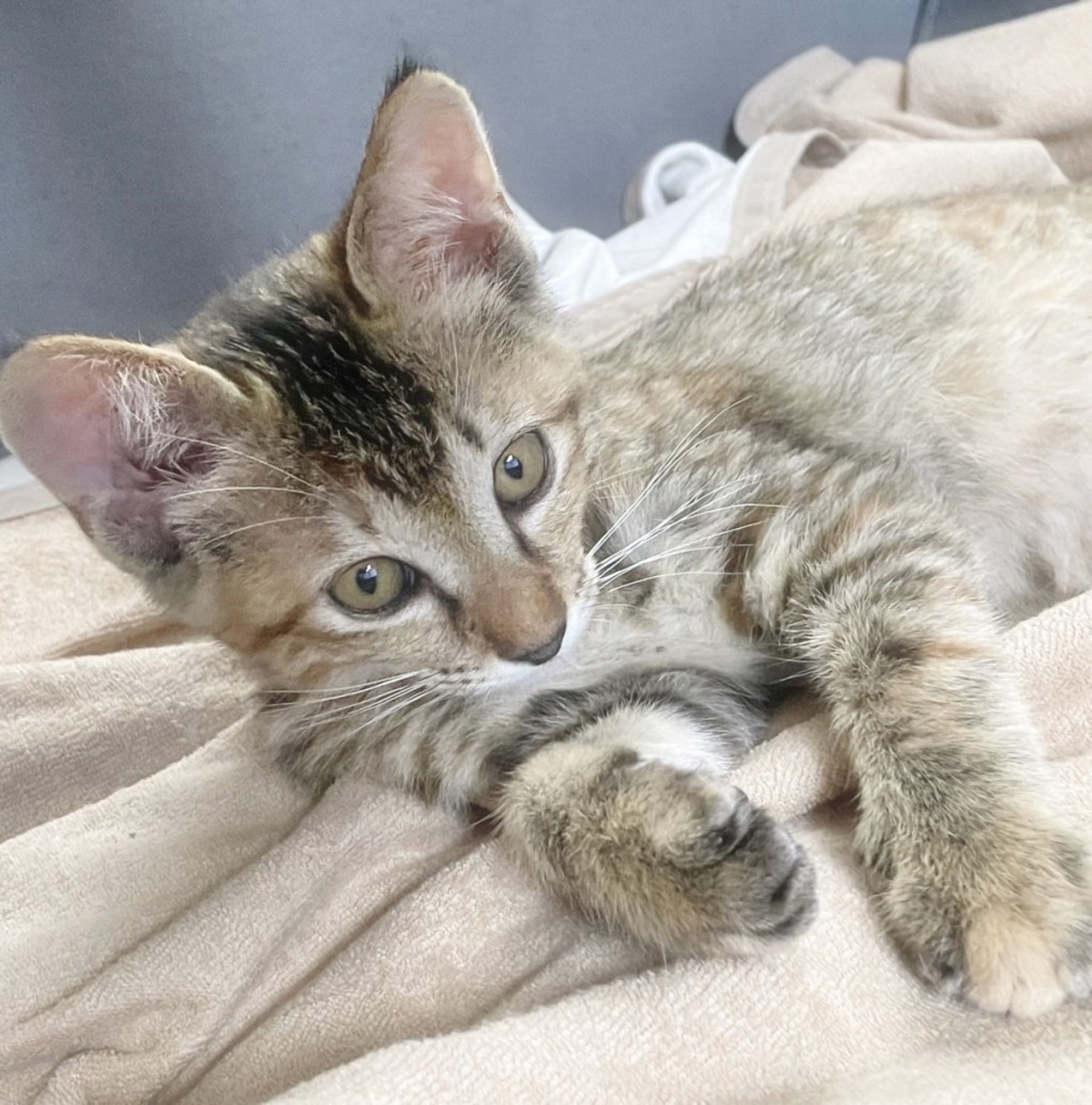 雑種（ミックス猫）・メスの里親募集の写真