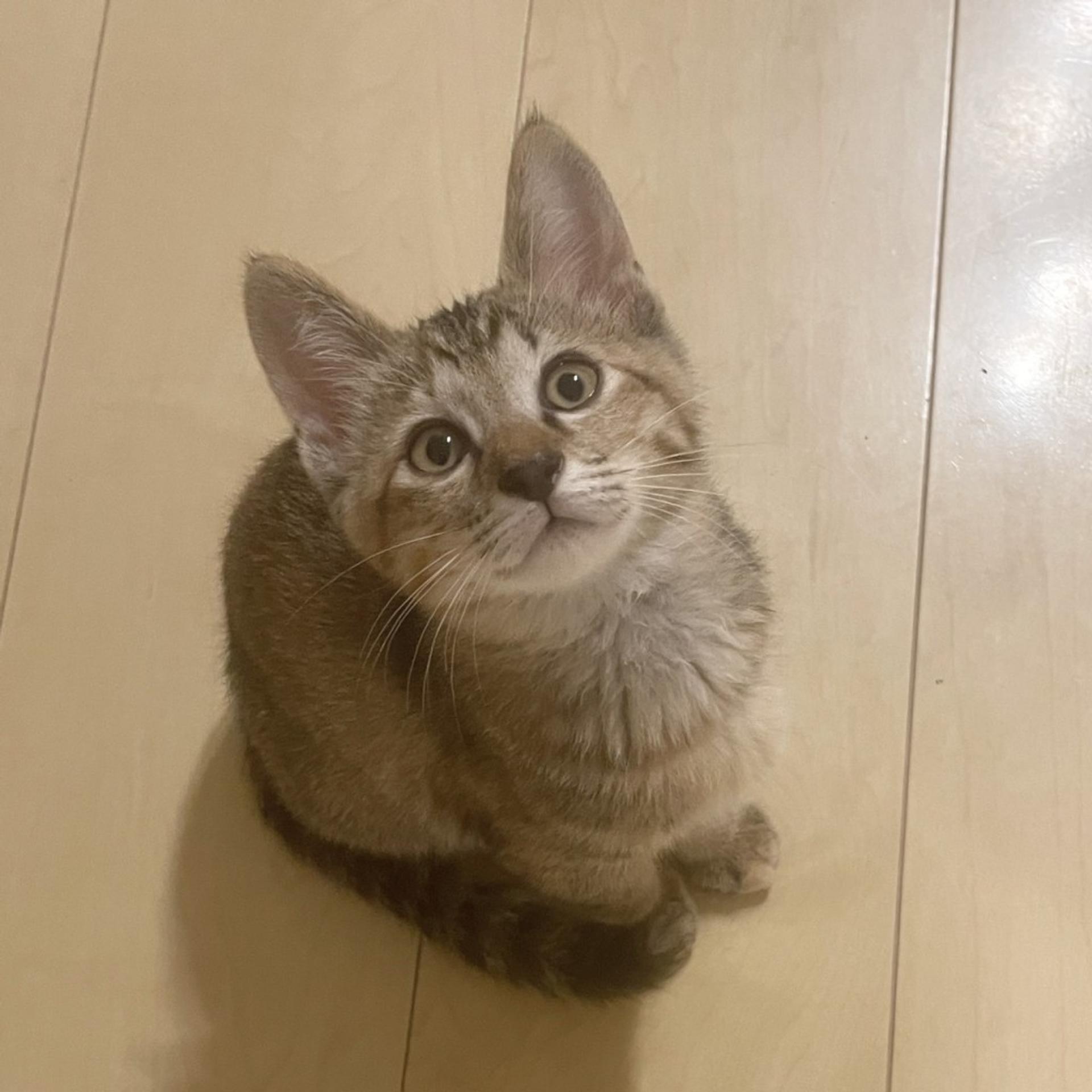 pet-image-3