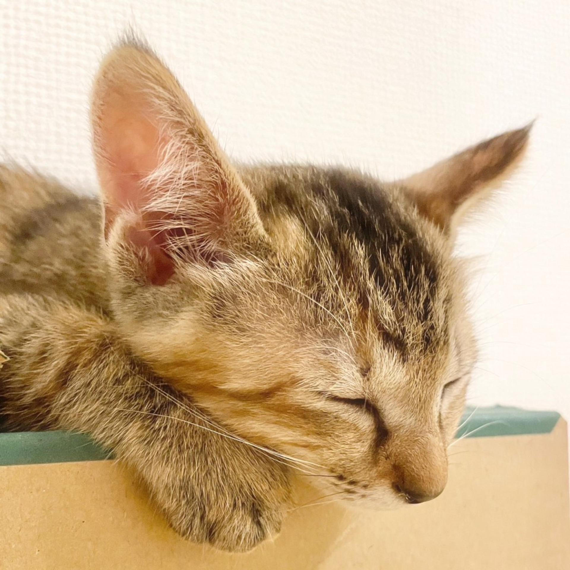 pet-image-6