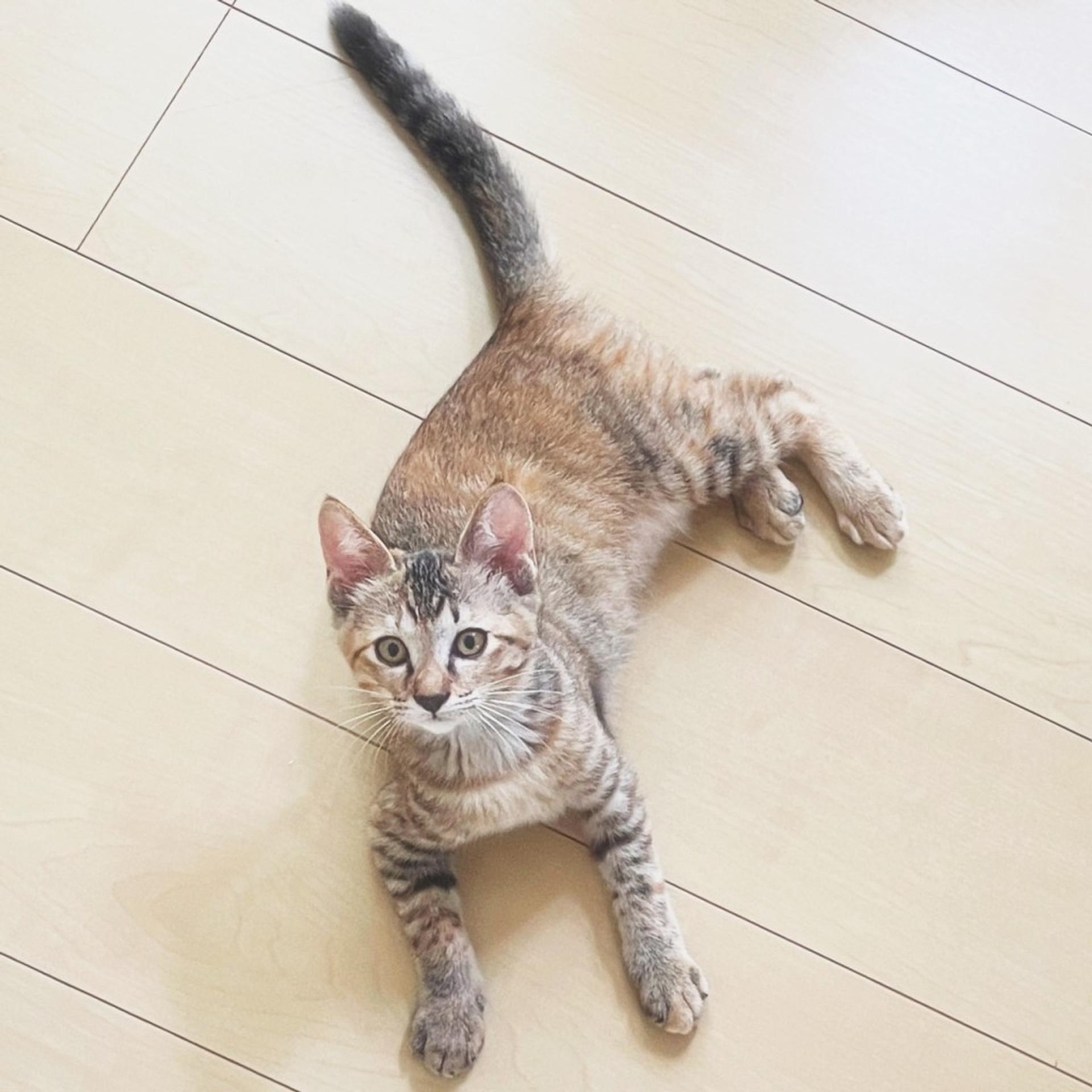 pet-image-2