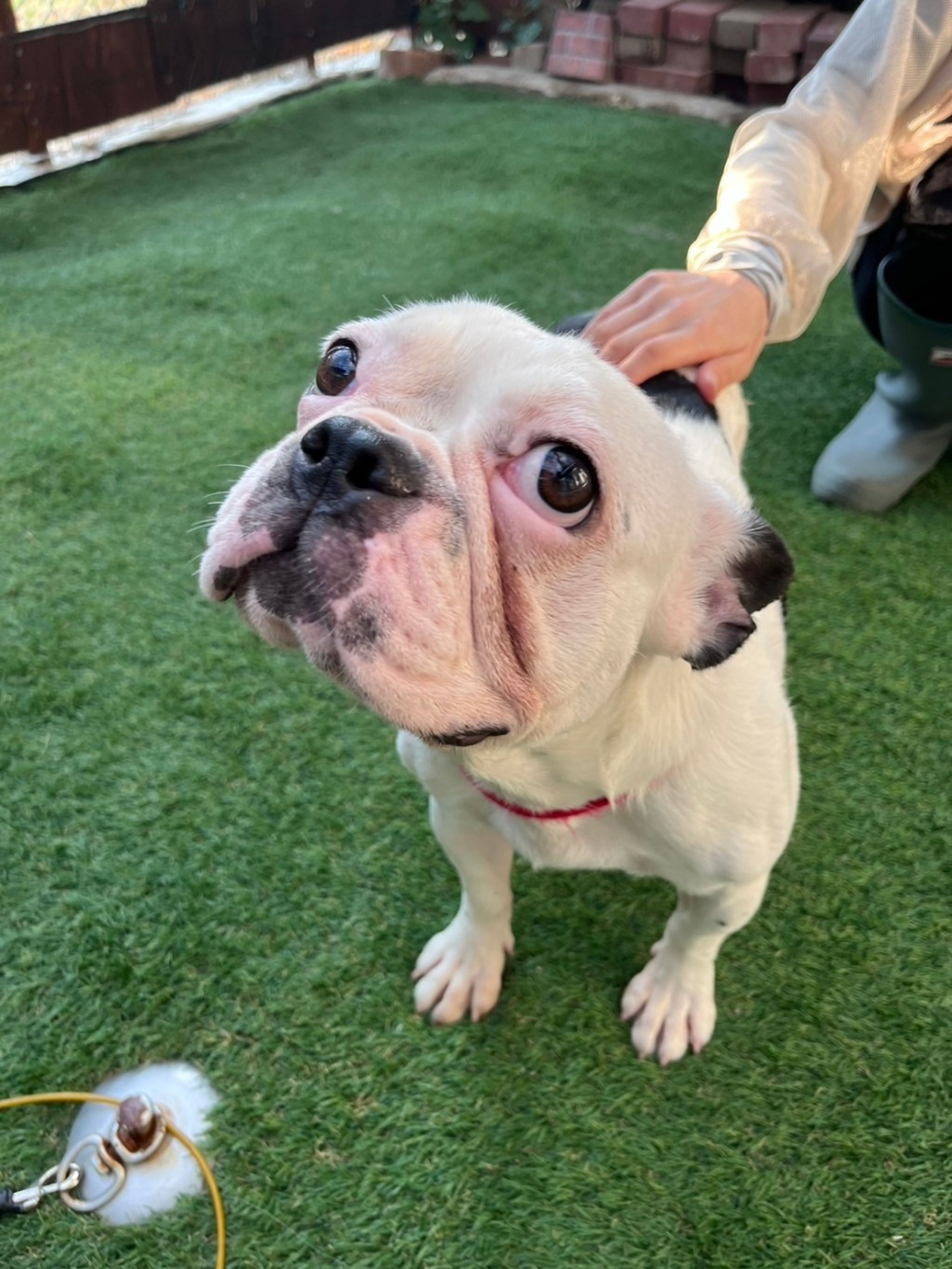 pet-image-4