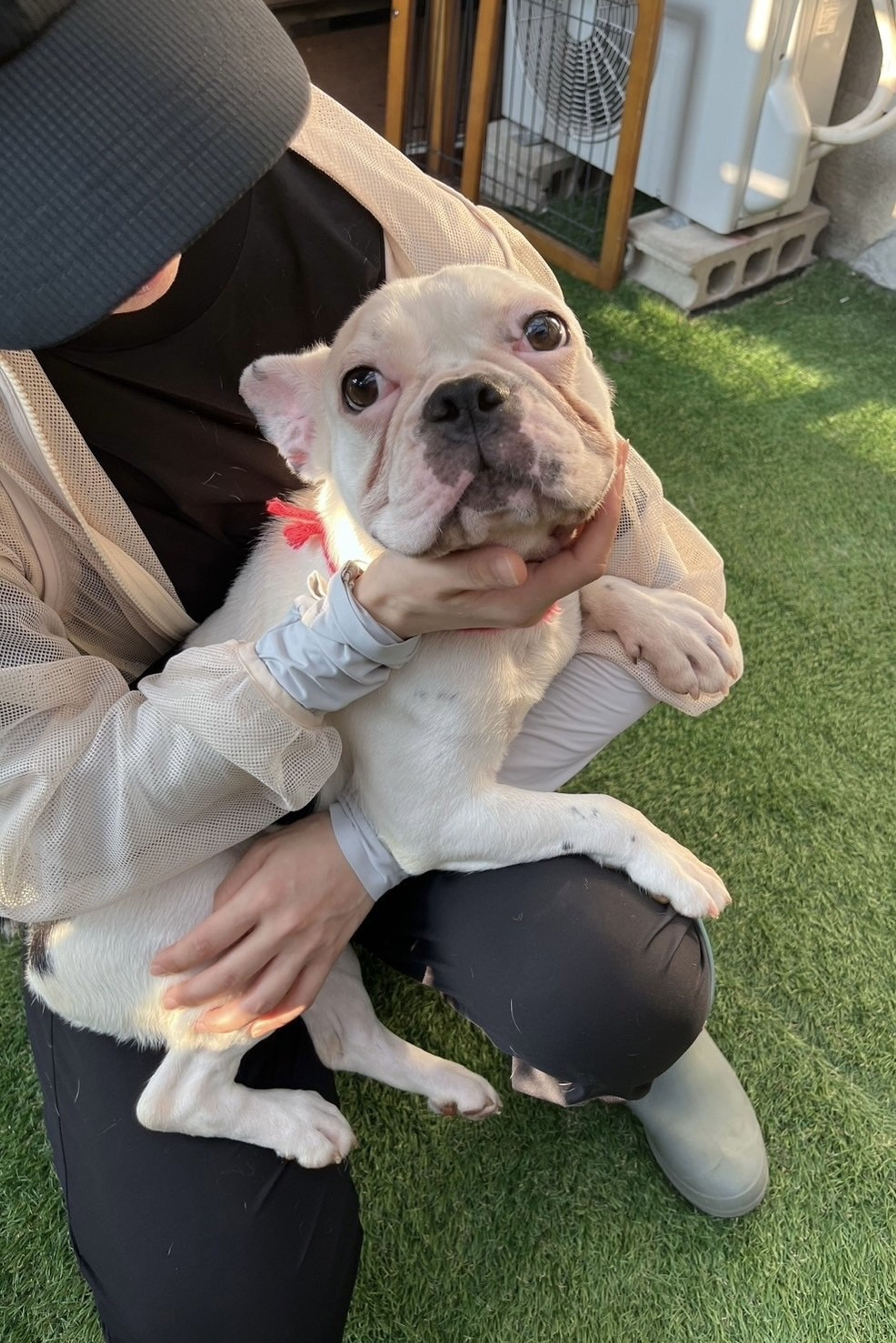 pet-image-5