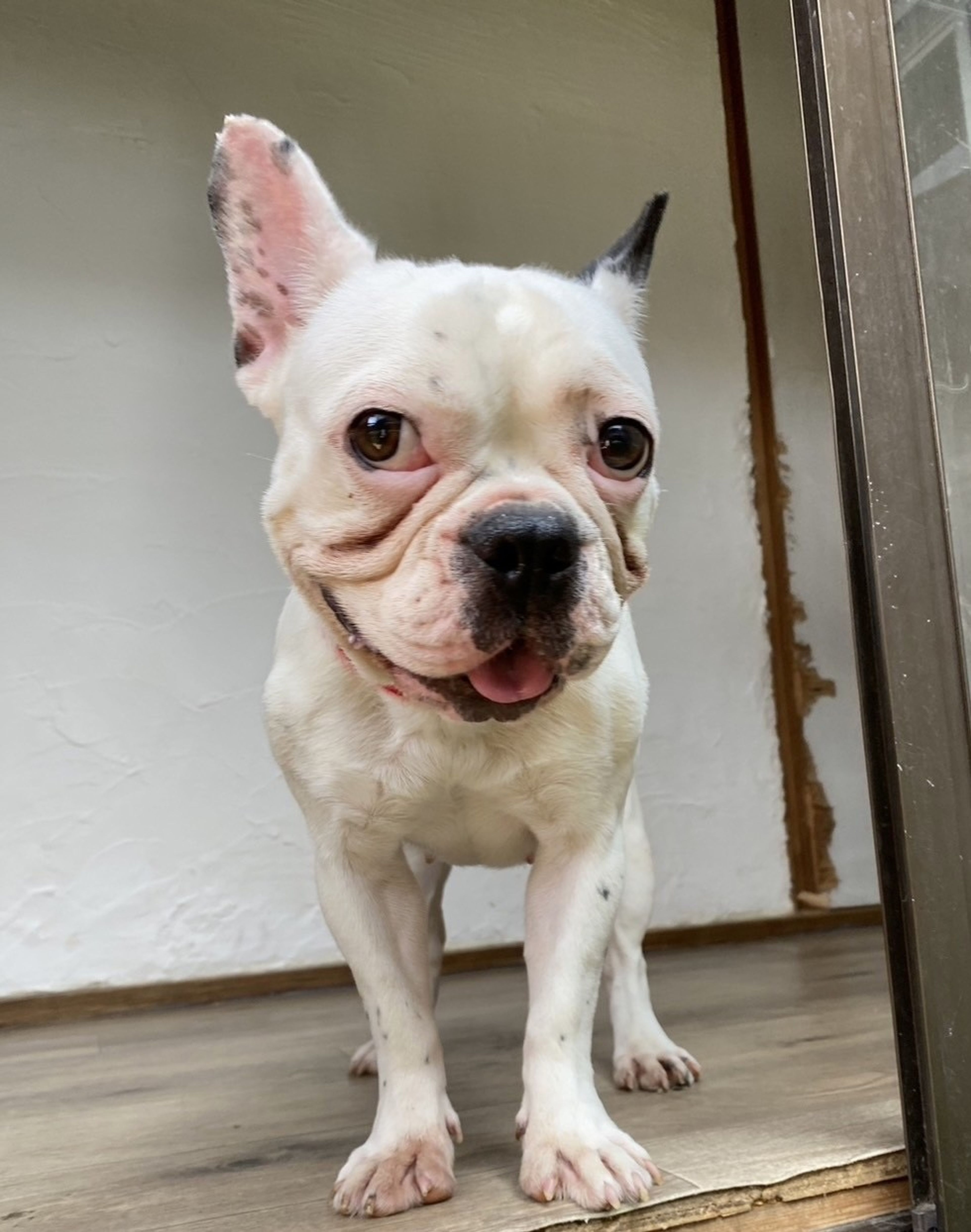 pet-image-8